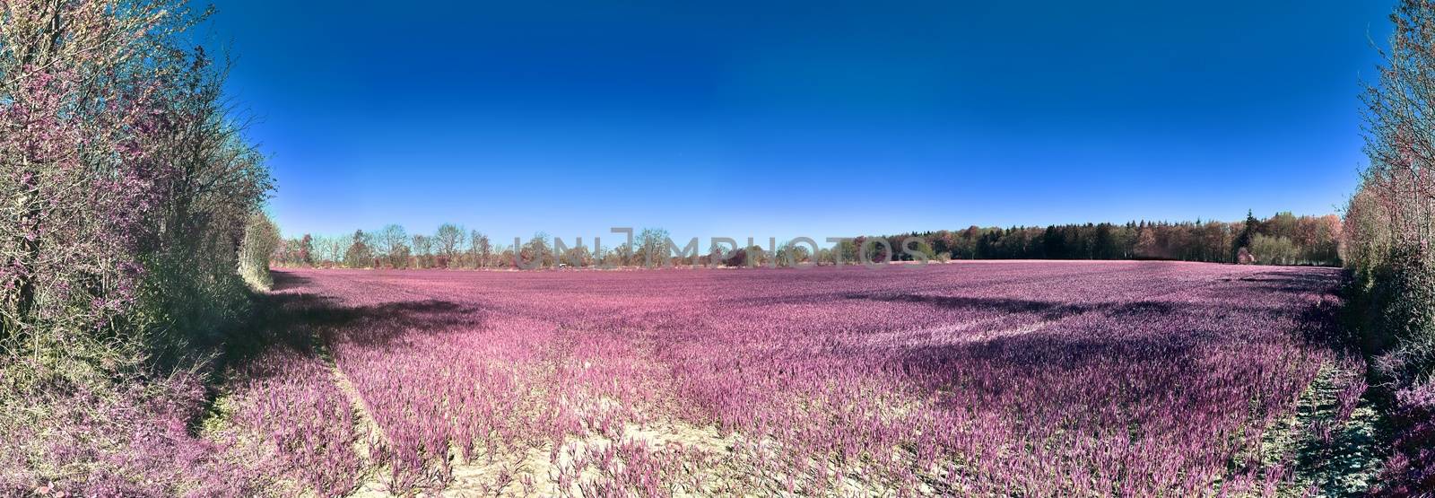 Beautiful and colorful fantasy landscape in an asian purple infrared photo style