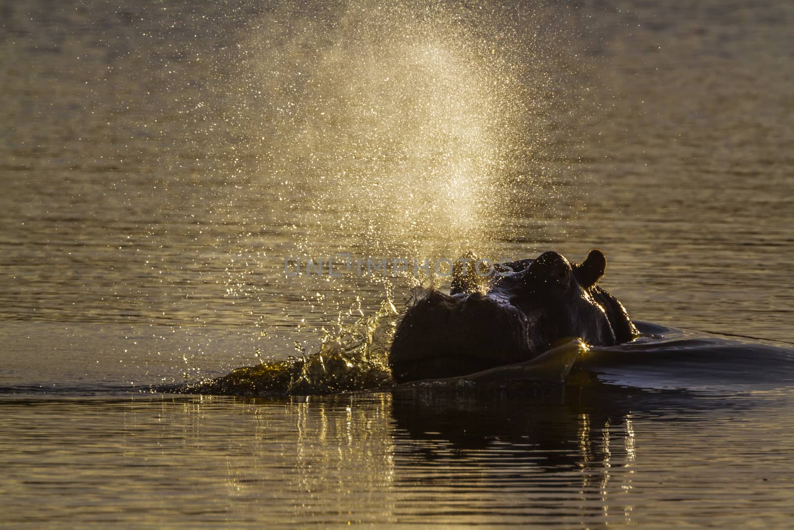 Hippopotamus in Kruger National park, South Africa ; Specie Hippopotamus amphibius family of Hippopotamidae