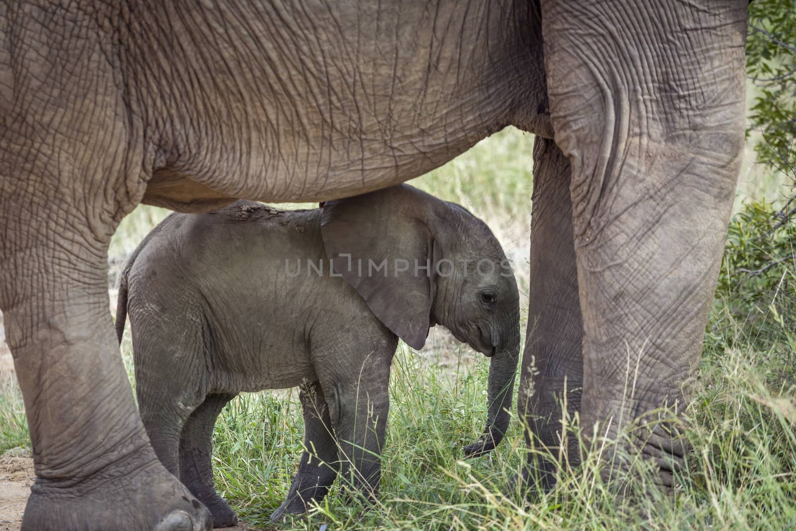 Baby African bush elephant protected by mother in Kruger National park, South Africa ; Specie Loxodonta africana family of Elephantidae