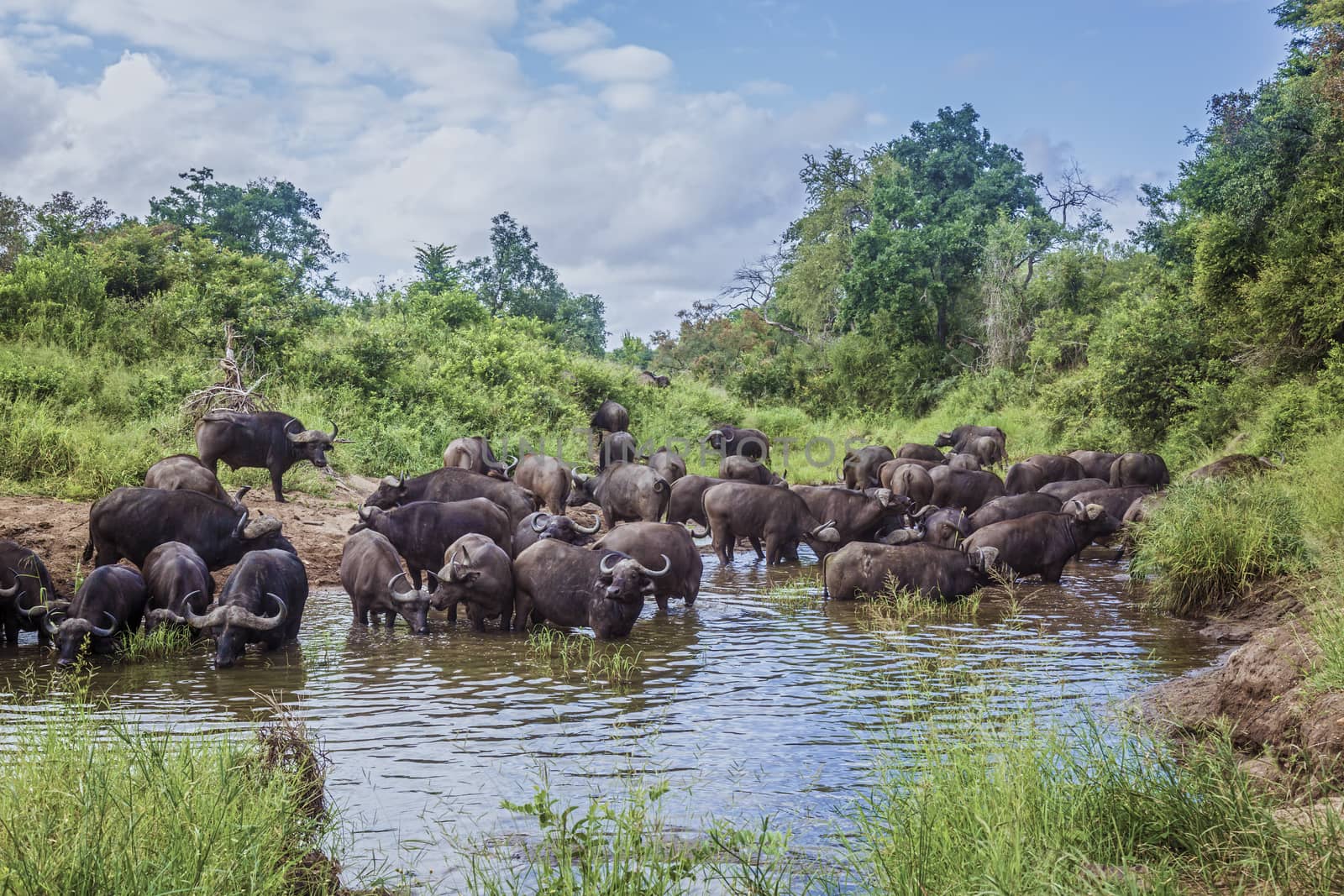 Herd of African buffalo bathing and drinking in Kruger National park, South Africa ; Specie Syncerus caffer family of Bovidae