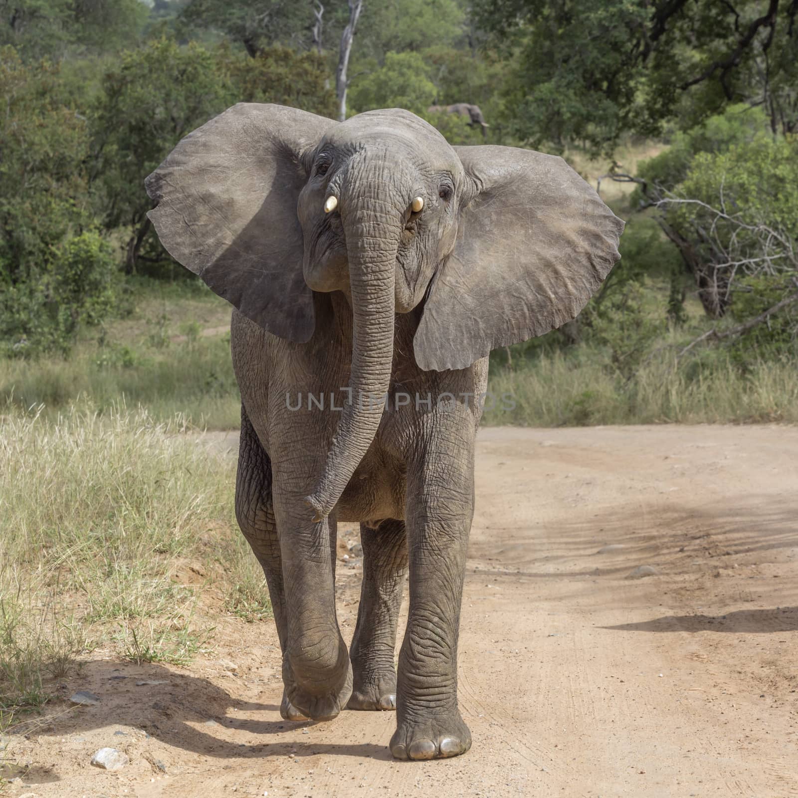 African bush elephant charging on gravel road in Kruger National park, South Africa ; Specie Loxodonta africana family of Elephantidae