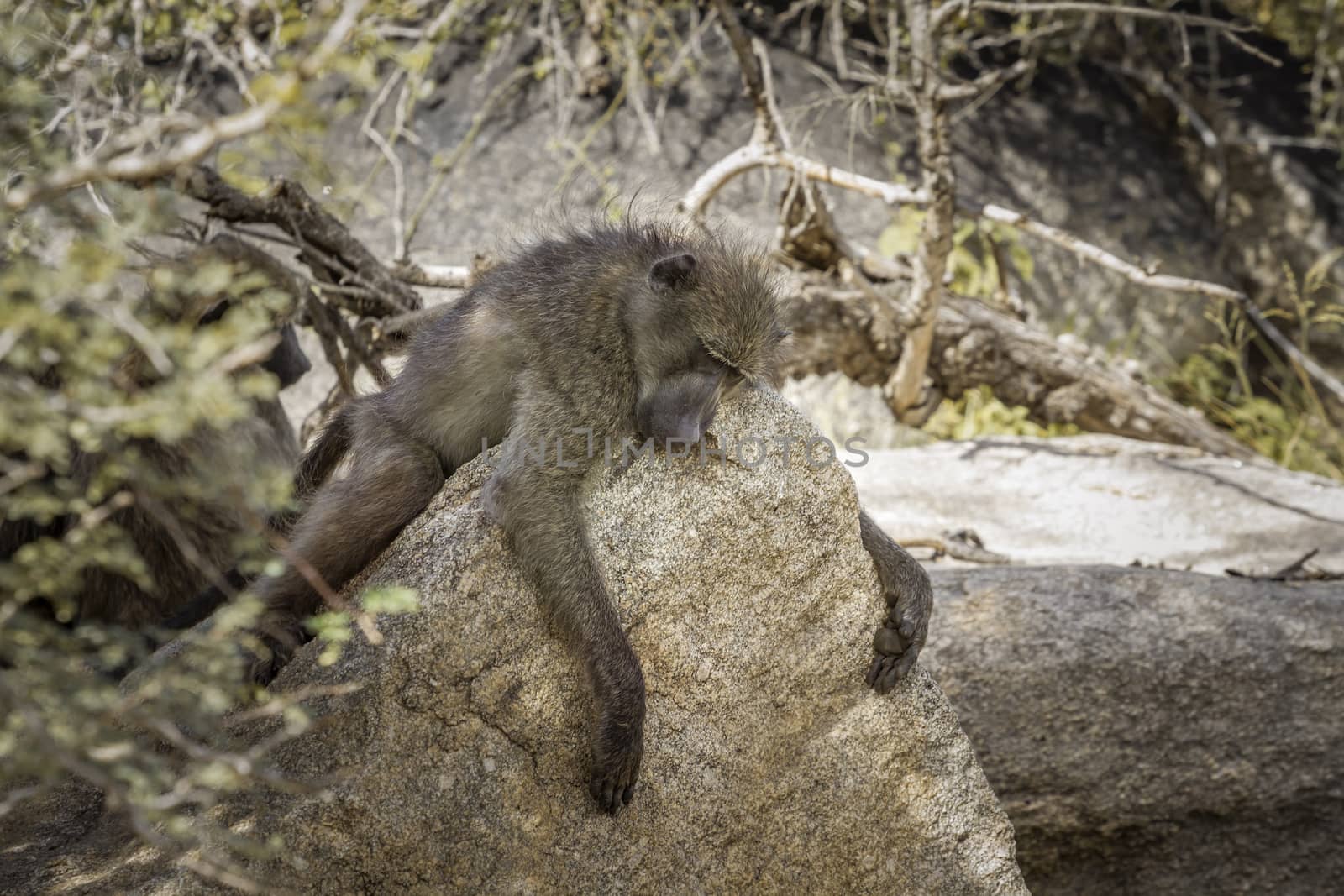 Chacma baboon sleeping on a rock in Kruger National park, South Africa ; Specie Papio ursinus family of Cercopithecidae