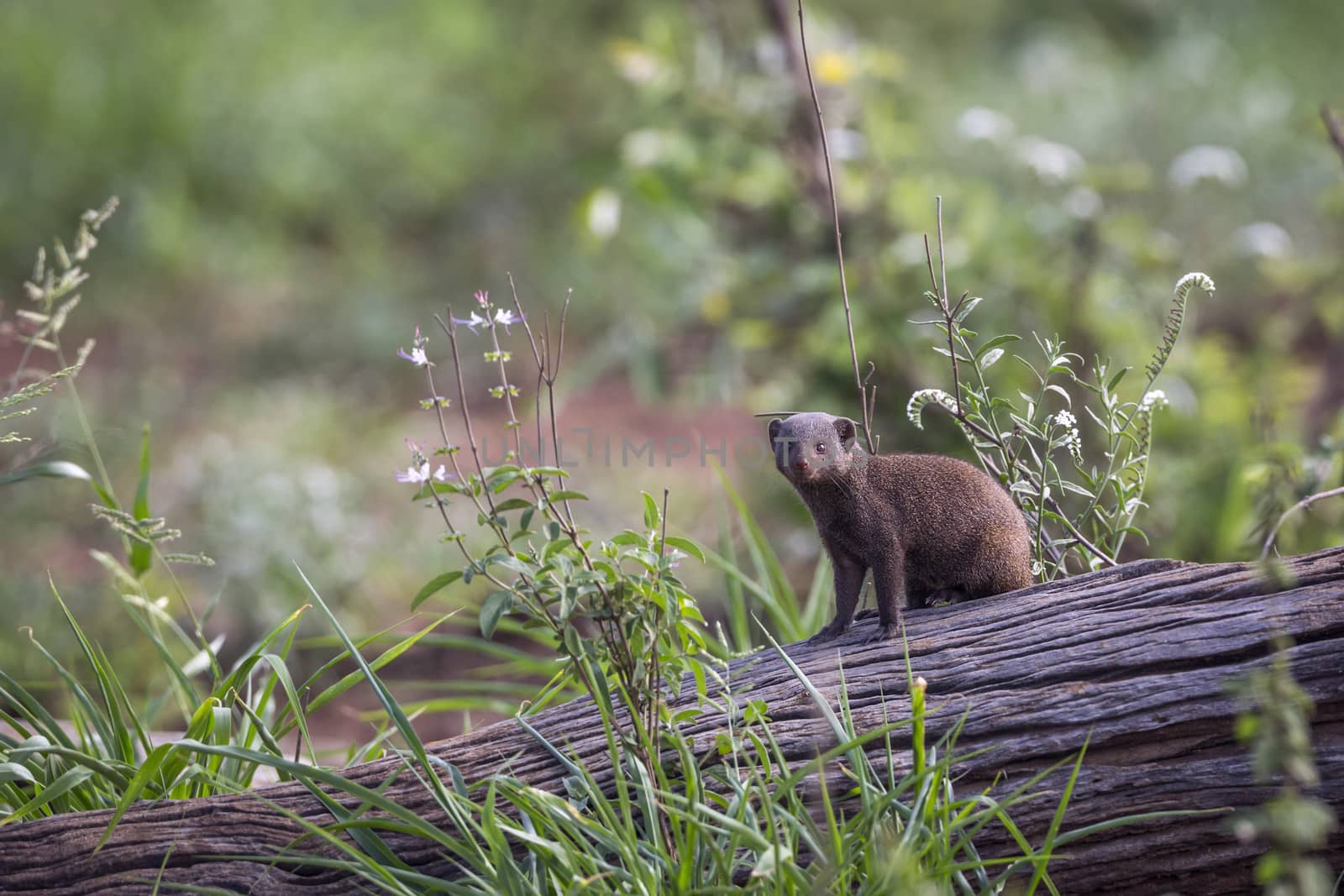 Common dwarf mongoose sitting on a log in Kruger National park, South Africa ; Specie Helogale parvula family of Herpestidae