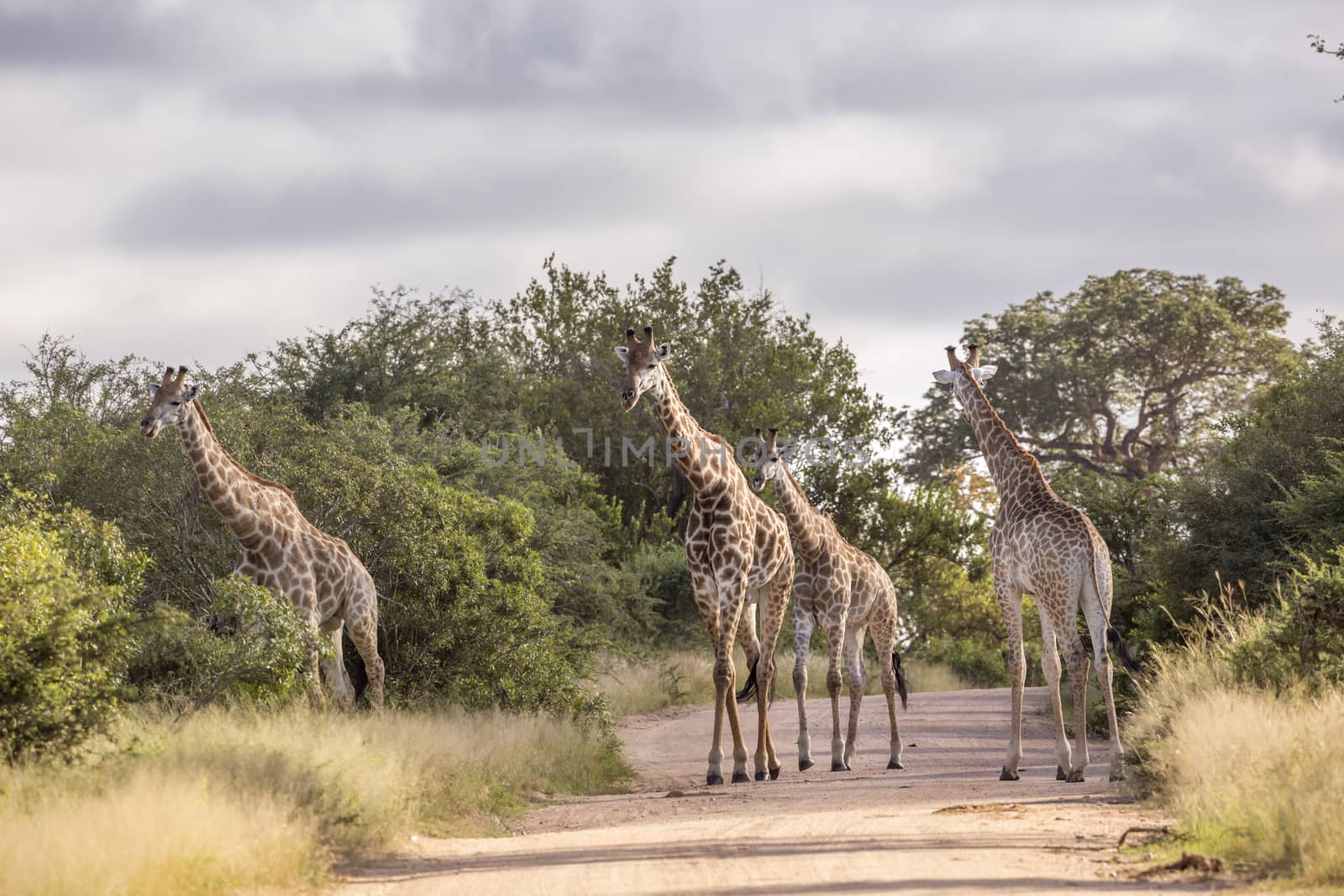 Small group of Giraffe on safari dirt road in Kruger National park, South Africa ; Specie Giraffa camelopardalis family of Giraffidae