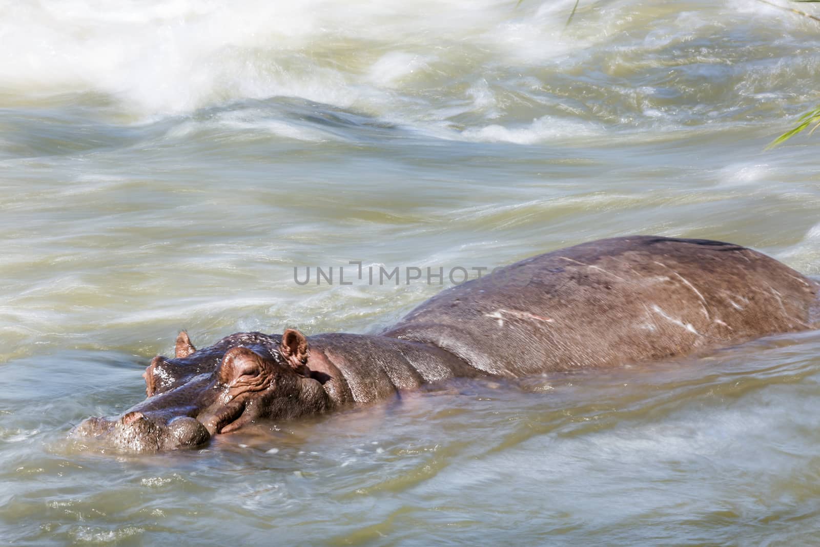 Hippopotamus resting in torrent in Kruger National park, South Africa ; Specie Hippopotamus amphibius family of Hippopotamidae