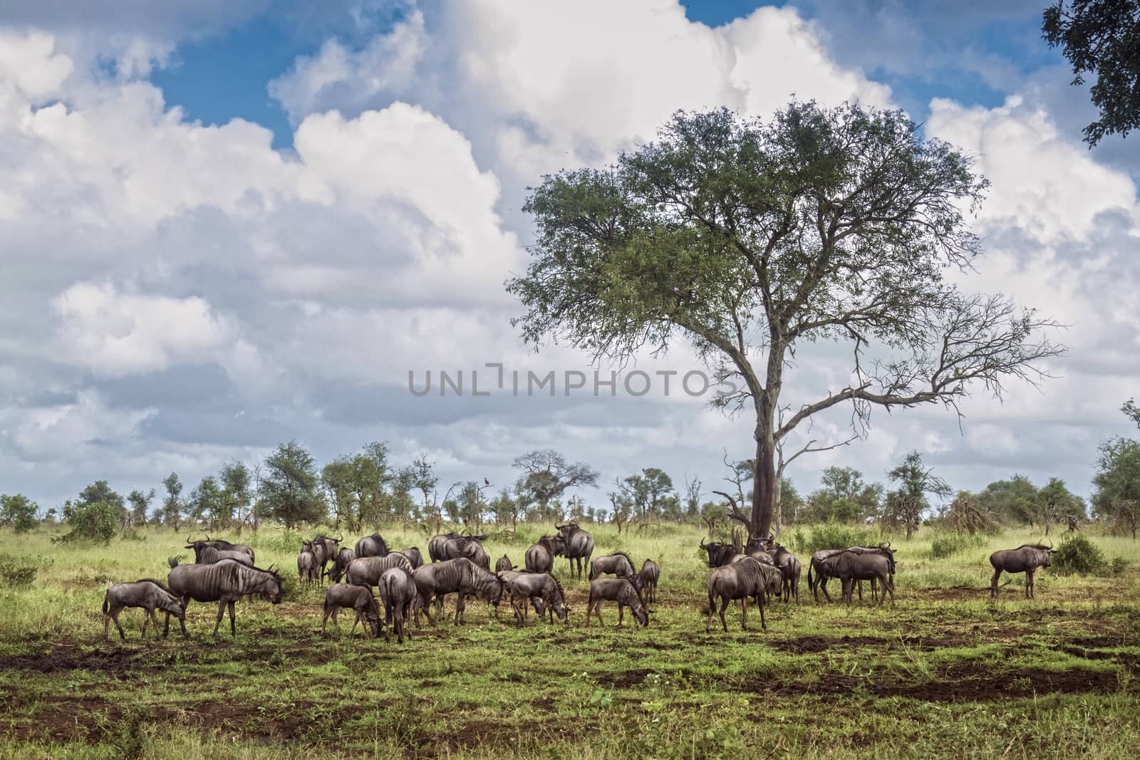 Blue wildebeest herd in green savannah in Kruger National park, South Africa ; Specie Connochaetes taurinus family of Bovidae