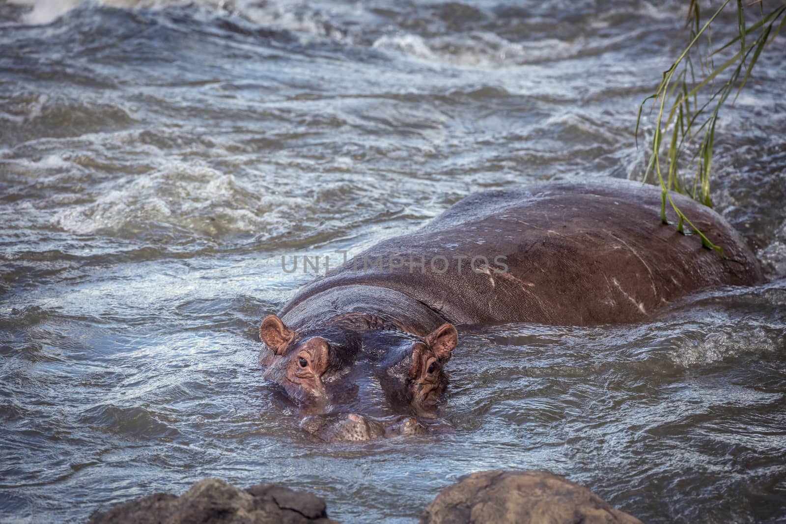 Hippopotamus resting in torrent in Kruger National park, South Africa ; Specie Hippopotamus amphibius family of Hippopotamidae