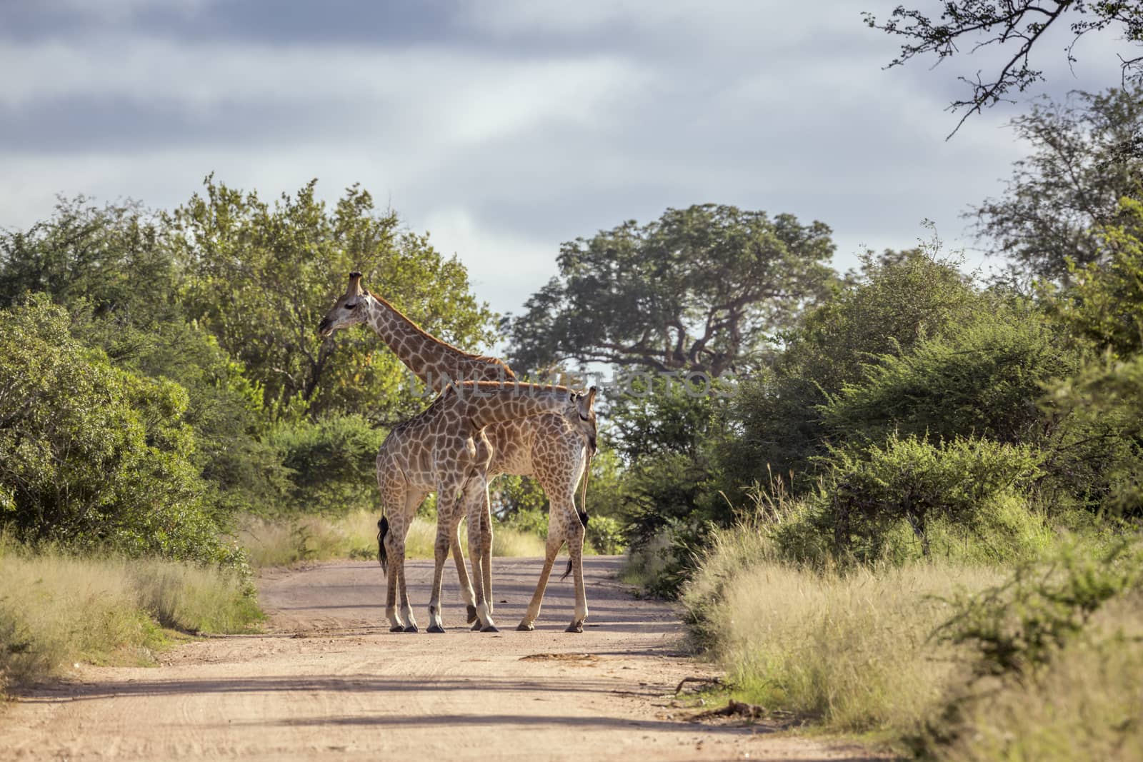 Two Giraffe on safari dirt road in Kruger National park, South Africa ; Specie Giraffa camelopardalis family of Giraffidae