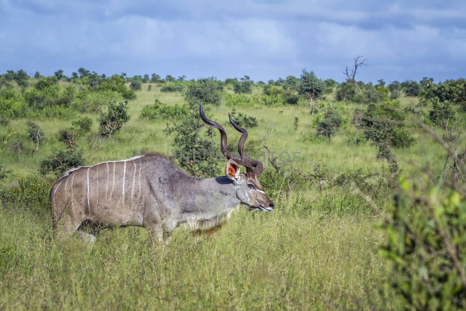 Greater kudu horned male in green savannah in Kruger National park, South Africa ; Specie Tragelaphus strepsiceros family of Bovidae