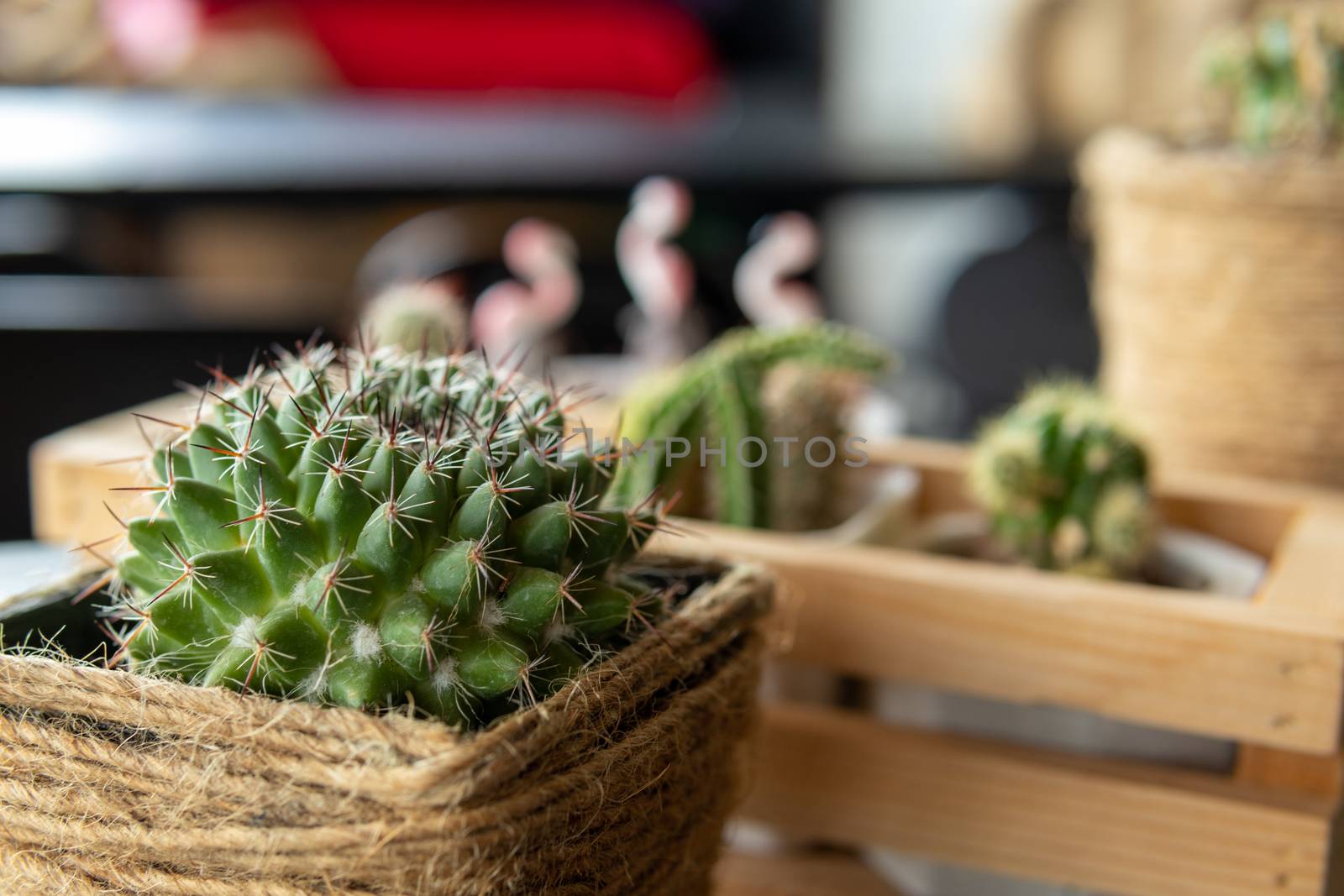Cactus texture background Desert cactus Planted in small pots. Decorate the house according to the style.