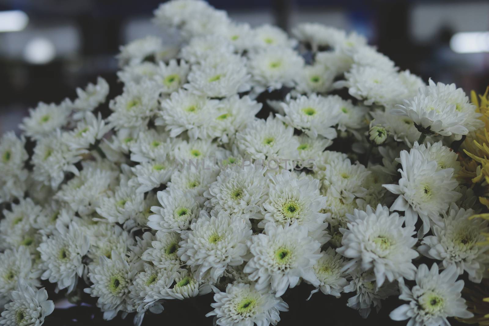 White flower bush Natural blur background