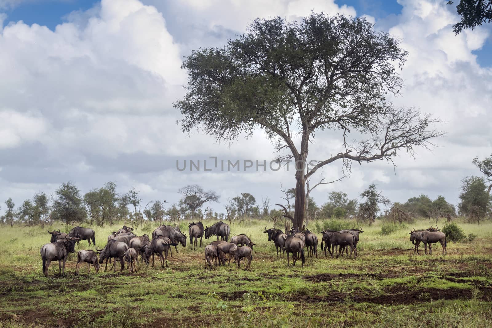 Blue wildebeest herd in green savannah in Kruger National park, South Africa ; Specie Connochaetes taurinus family of Bovidae