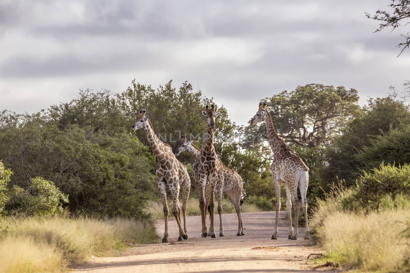 Small group of Giraffe on safari dirt road in Kruger National park, South Africa ; Specie Giraffa camelopardalis family of Giraffidae