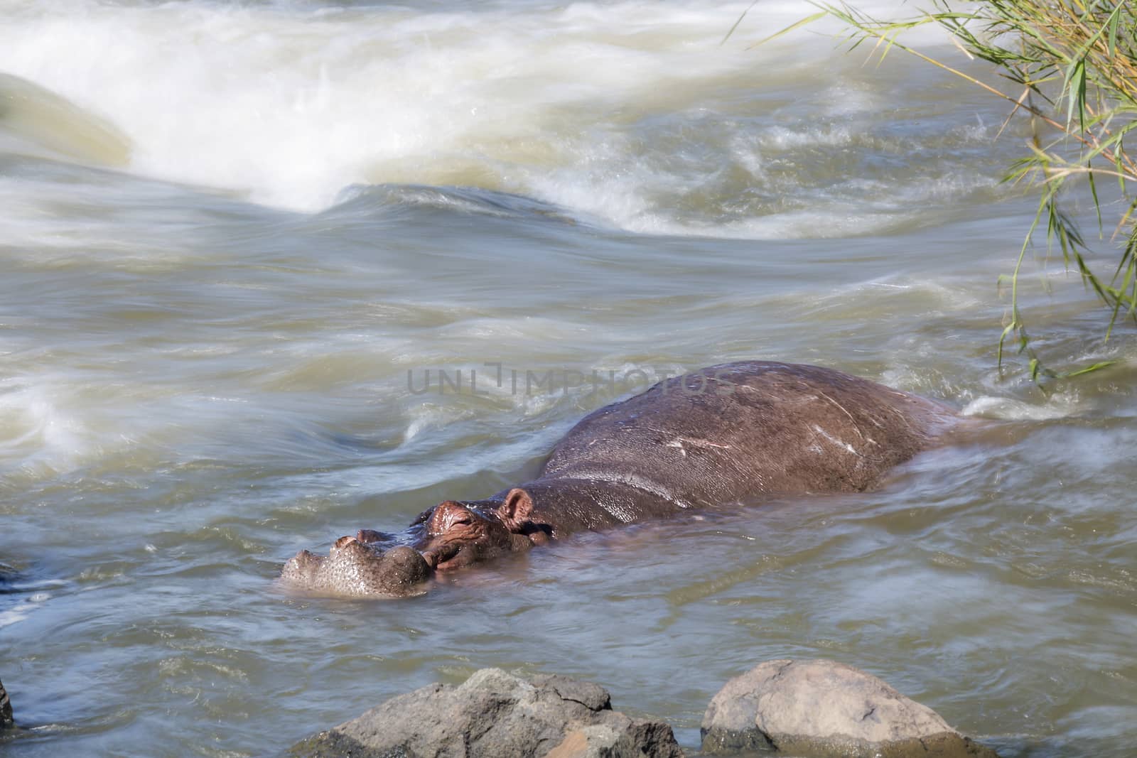 Hippopotamus resting in torrent in Kruger National park, South Africa ; Specie Hippopotamus amphibius family of Hippopotamidae