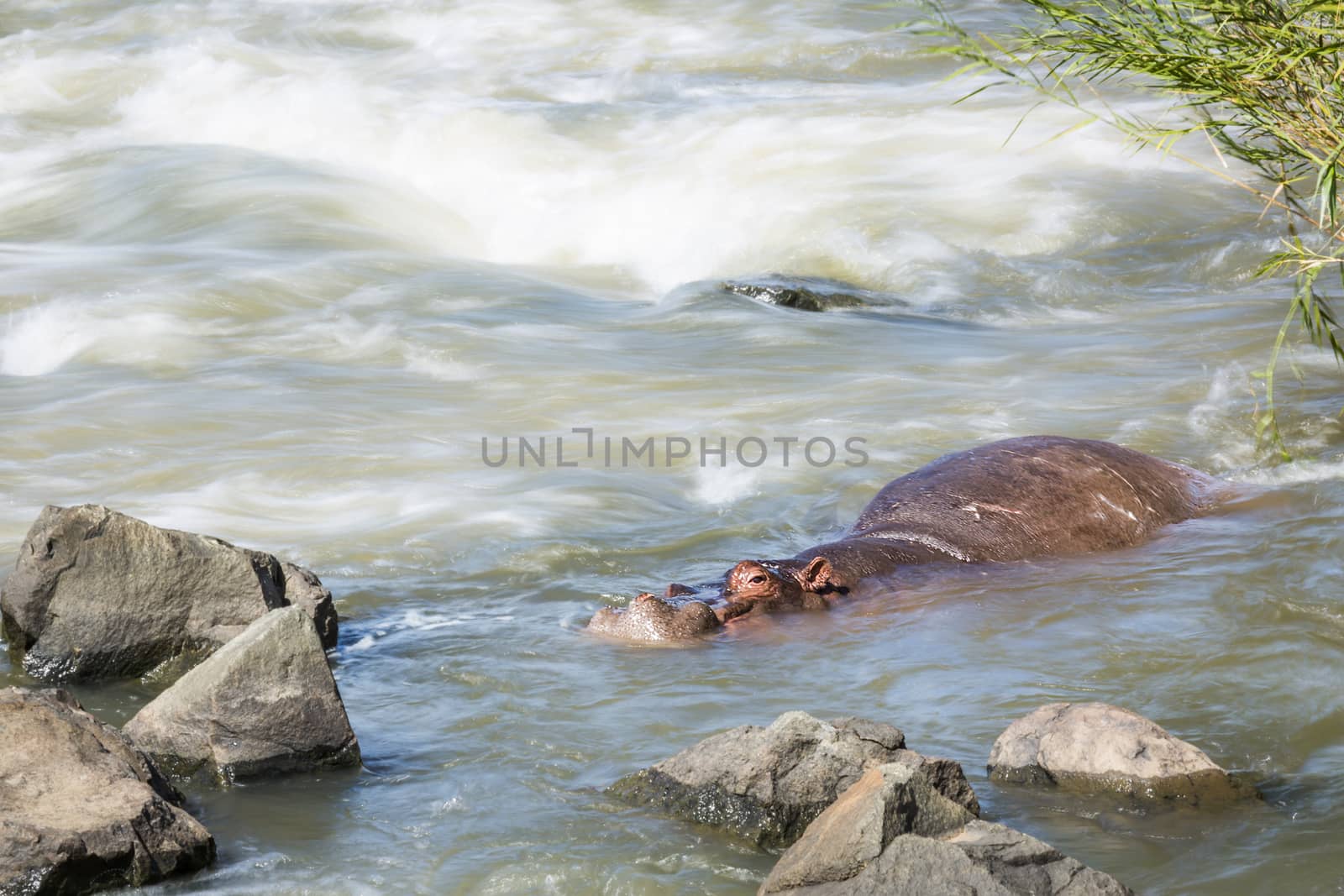 Hippopotamus resting in torrent in Kruger National park, South Africa ; Specie Hippopotamus amphibius family of Hippopotamidae