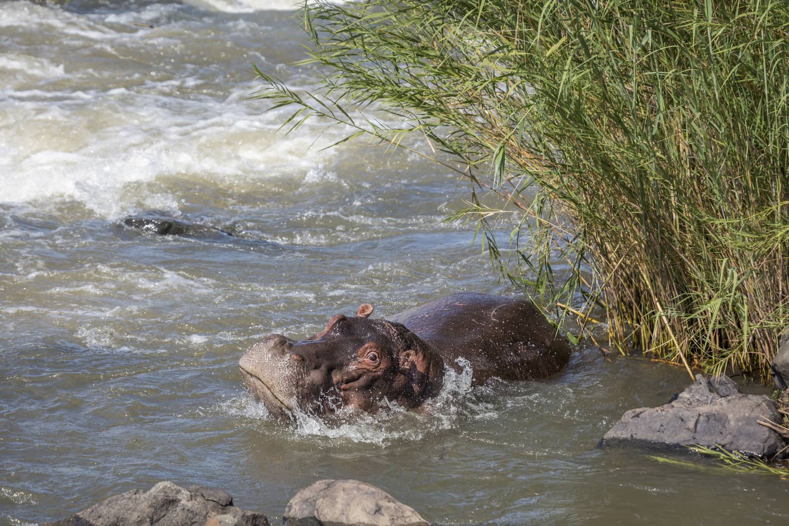 Hippopotamus resting in torrent in Kruger National park, South Africa ; Specie Hippopotamus amphibius family of Hippopotamidae