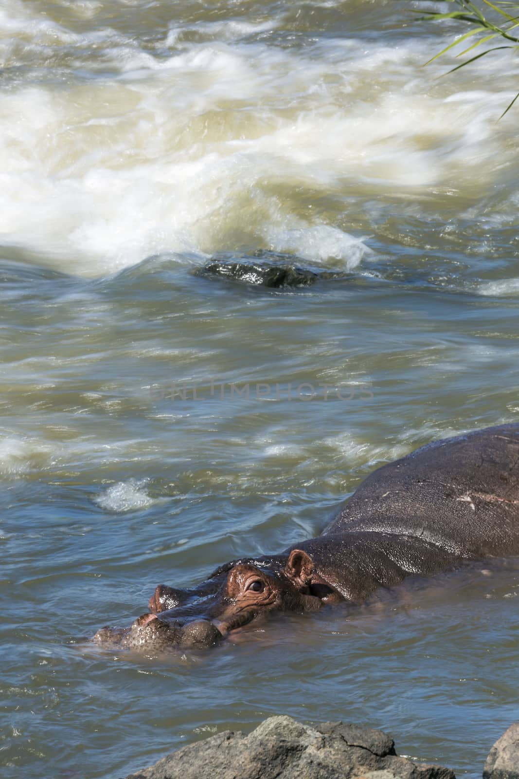 Hippopotamus in Kruger National park, South Africa by PACOCOMO