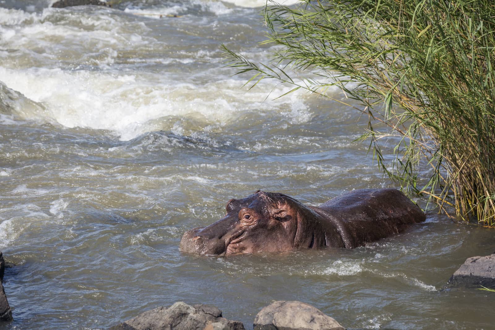 Hippopotamus resting in torrent in Kruger National park, South Africa ; Specie Hippopotamus amphibius family of Hippopotamidae