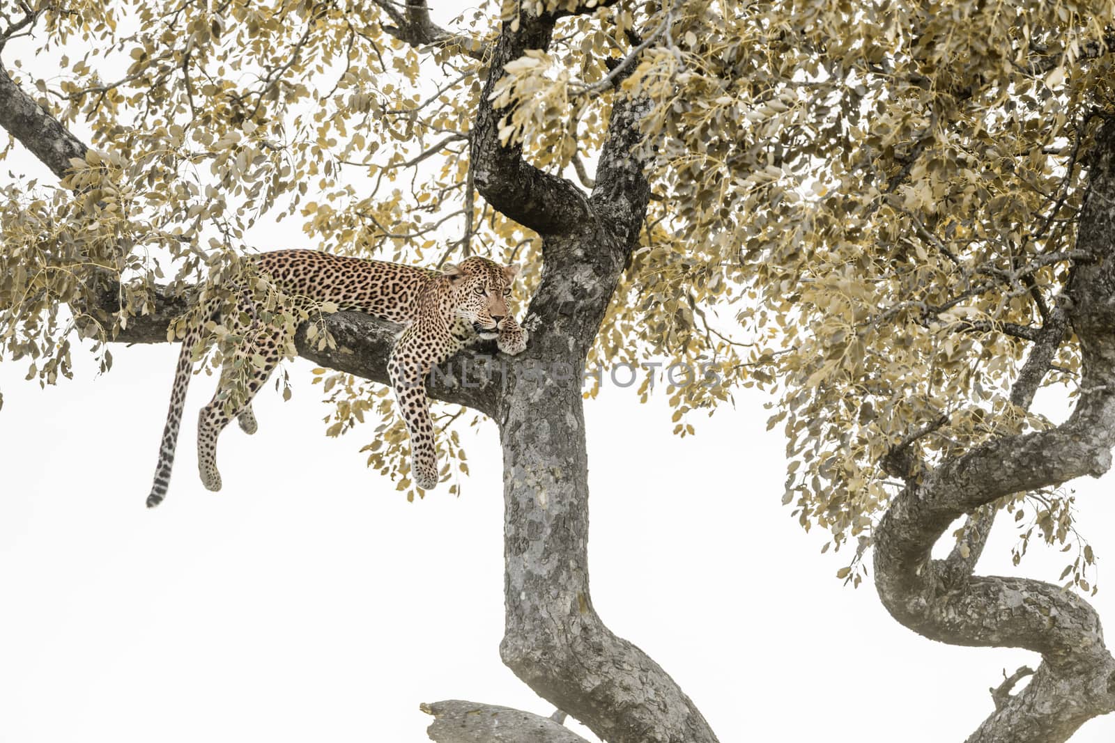 Leopard lying down in a tree in Kruger National park, South Africa ; Specie Panthera pardus family of Felidae