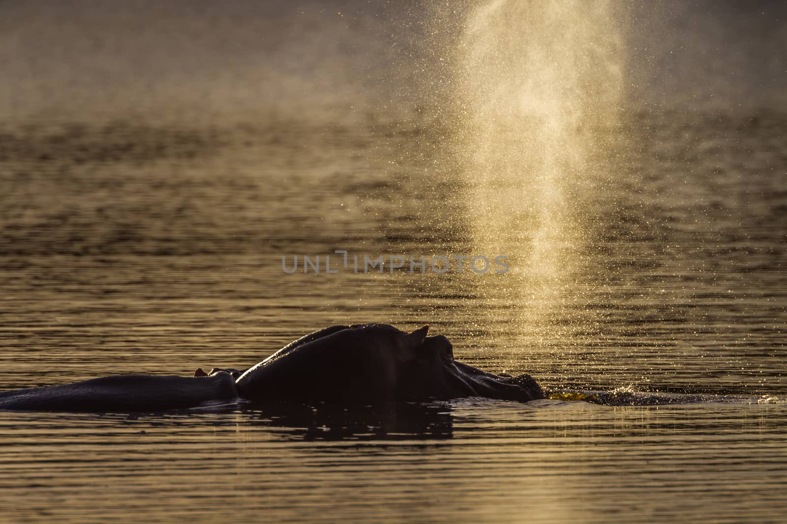 Hippopotamus blowing up water in Kruger National park, South Africa ; Specie Hippopotamus amphibius family of Hippopotamidae