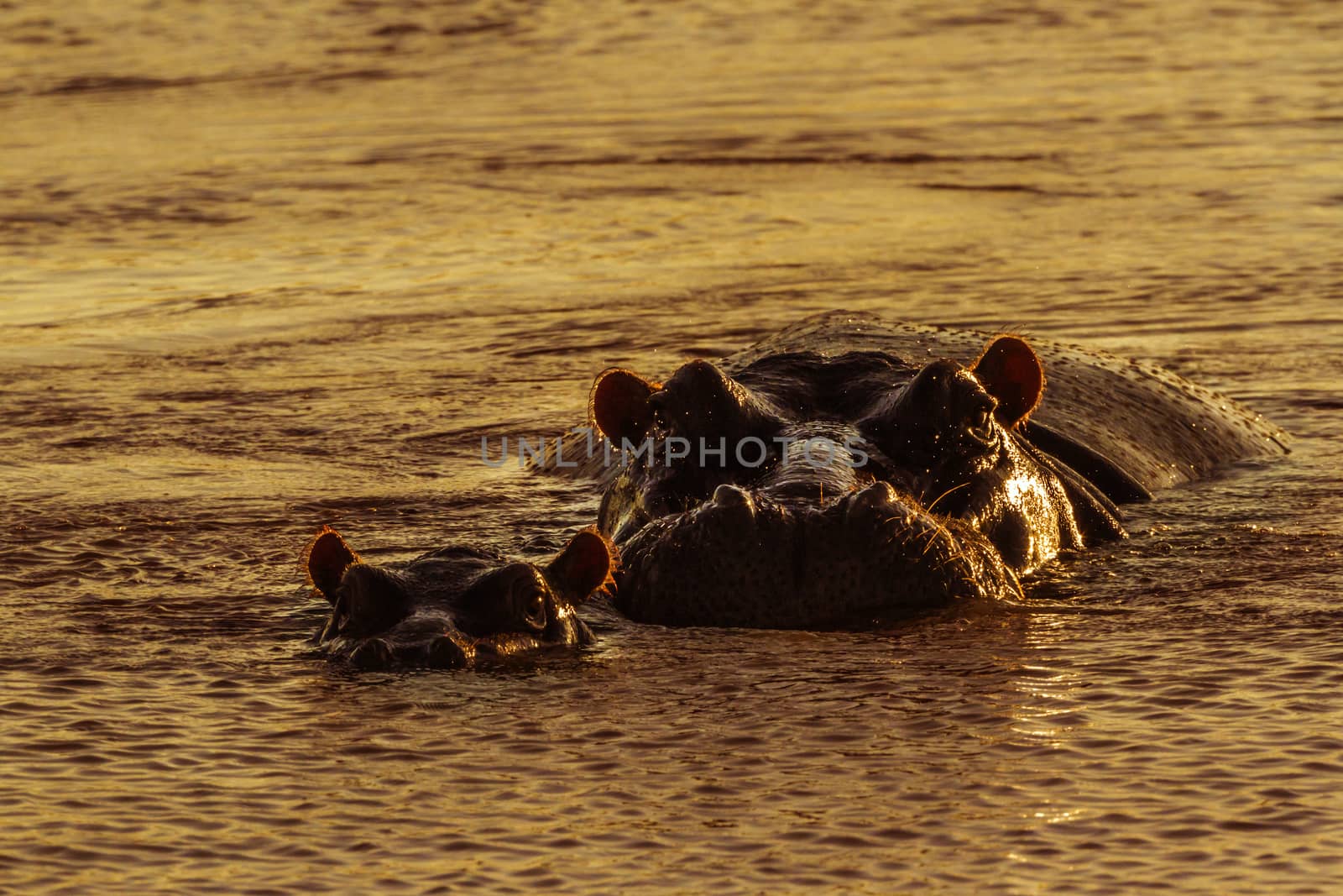 Hippopotamus in Kruger National park, South Africa ; Specie Hippopotamus amphibius family of Hippopotamidae