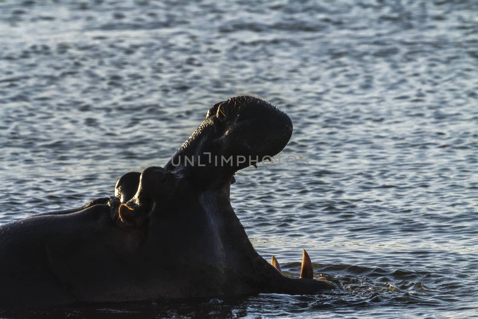 Hippopotamus in Kruger National park, South Africa ; Specie Hippopotamus amphibius family of Hippopotamidae