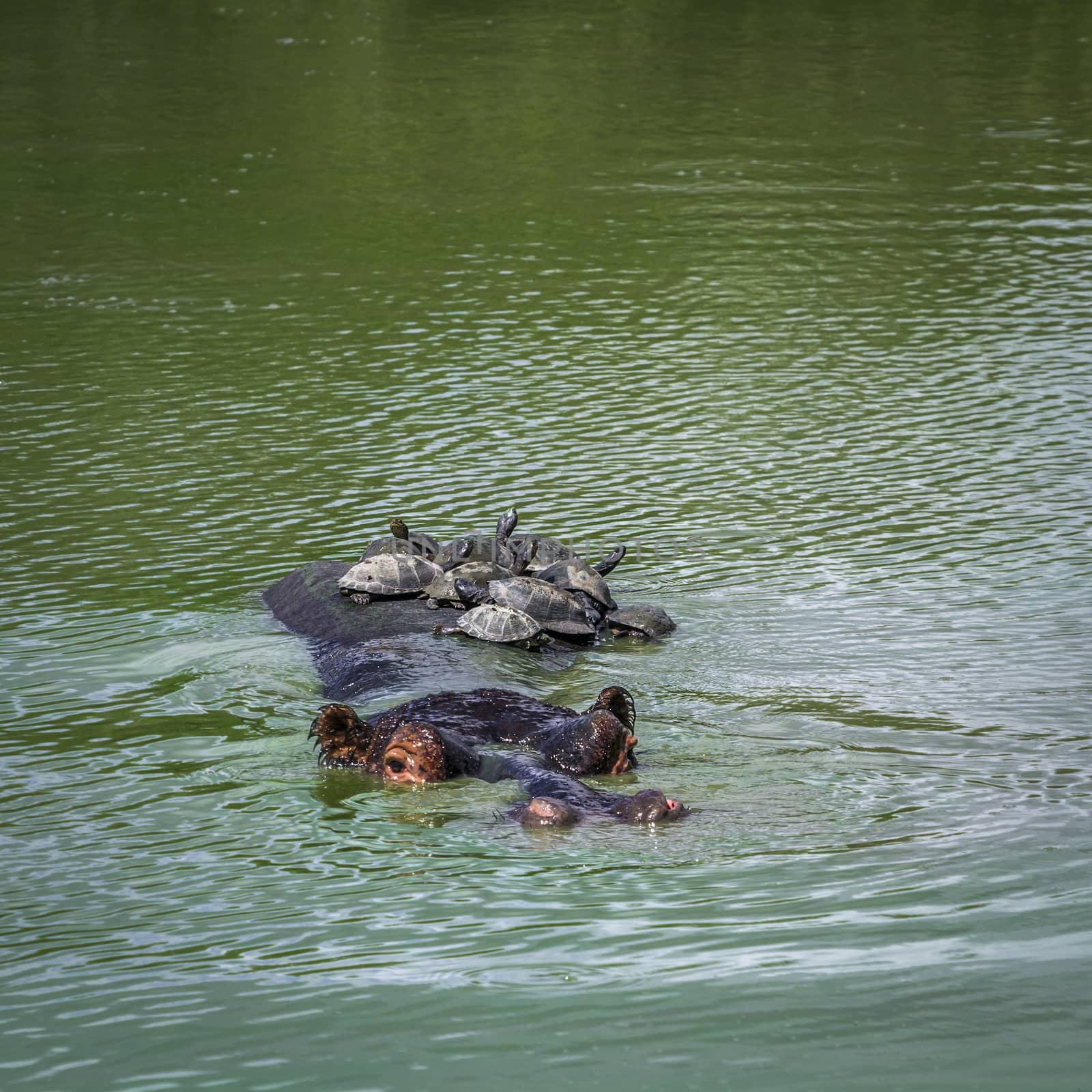 Hippopotamus and angulate tortoise resting in his back n Kruger National park, South Africa ; Specie Hippopotamus amphibius and Chersina angulata 