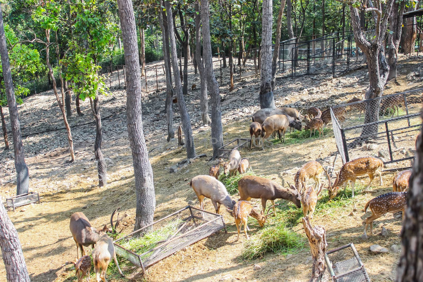 Group brown deer female and male full grown at eating grass fresh and hay in natural zoo and it is a popular tourist destination.