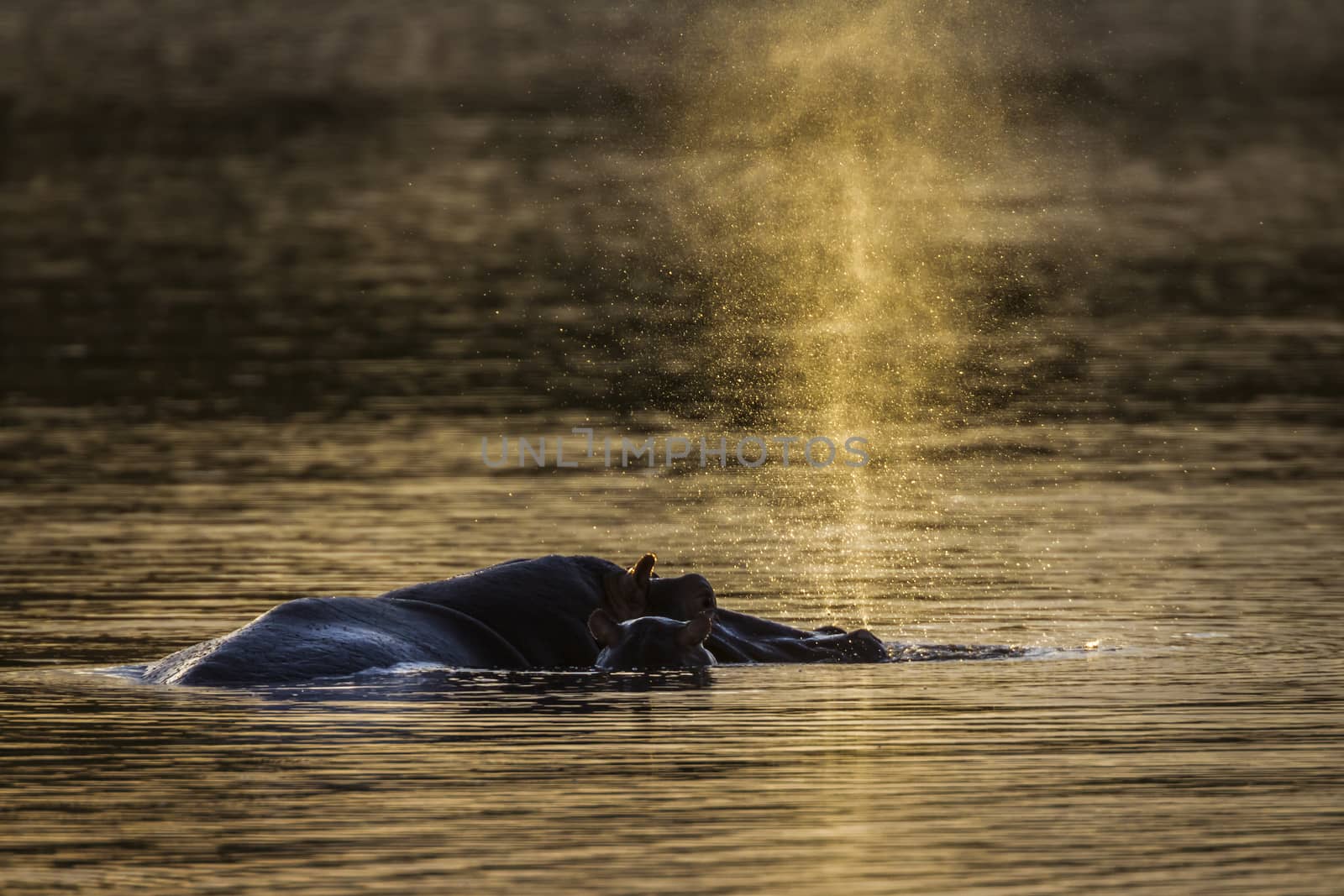 Hippopotamus blowing up water in Kruger National park, South Africa ; Specie Hippopotamus amphibius family of Hippopotamidae