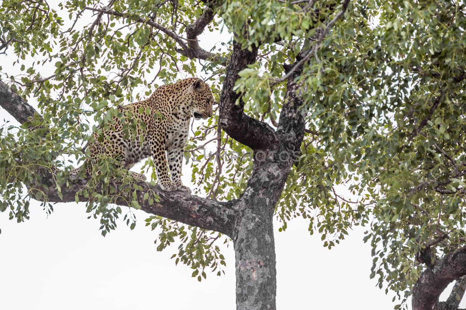 Leopard stting in a tree in Kruger National park, South Africa ; Specie Panthera pardus family of Felidae