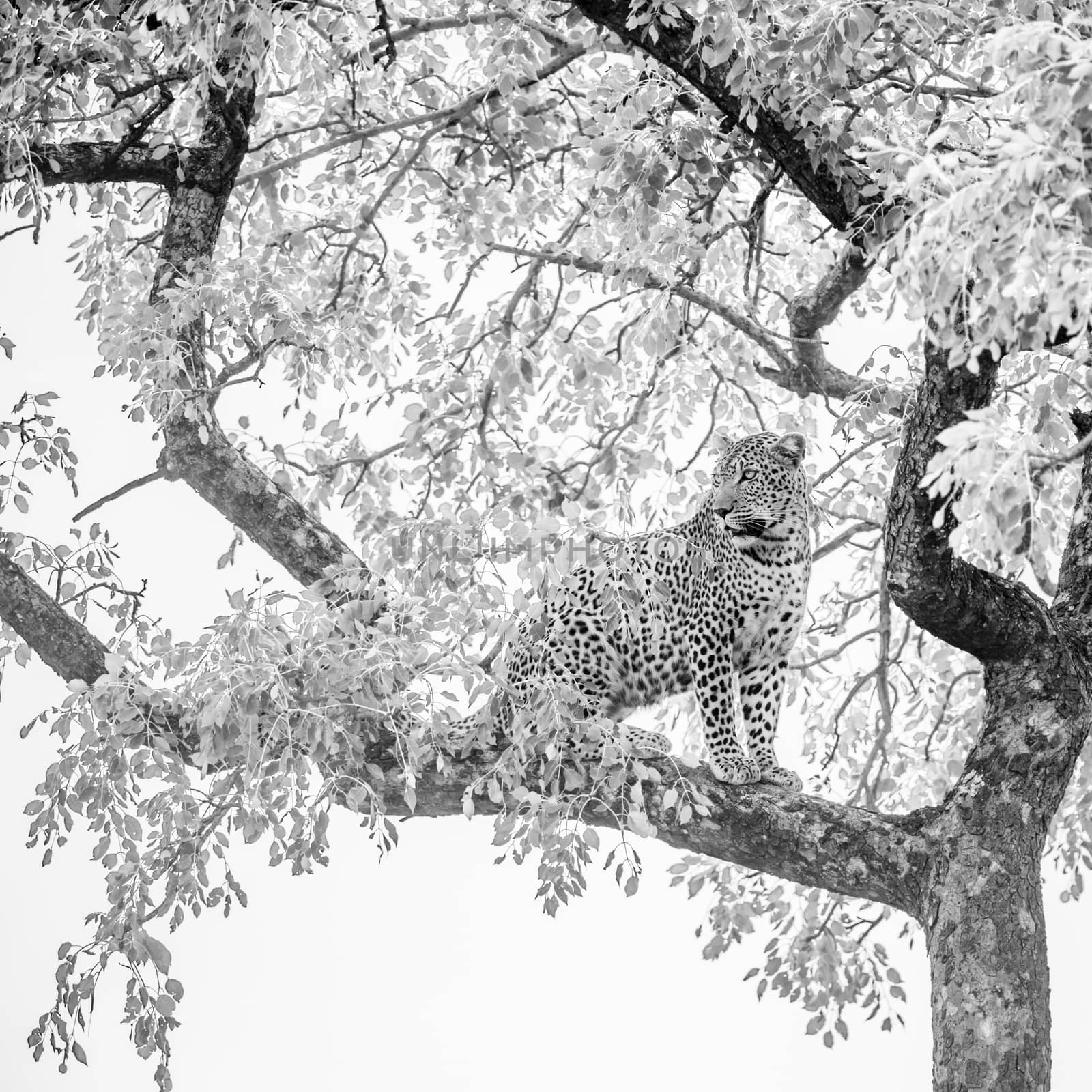 Leopard in Kruger National park, South Africa by PACOCOMO