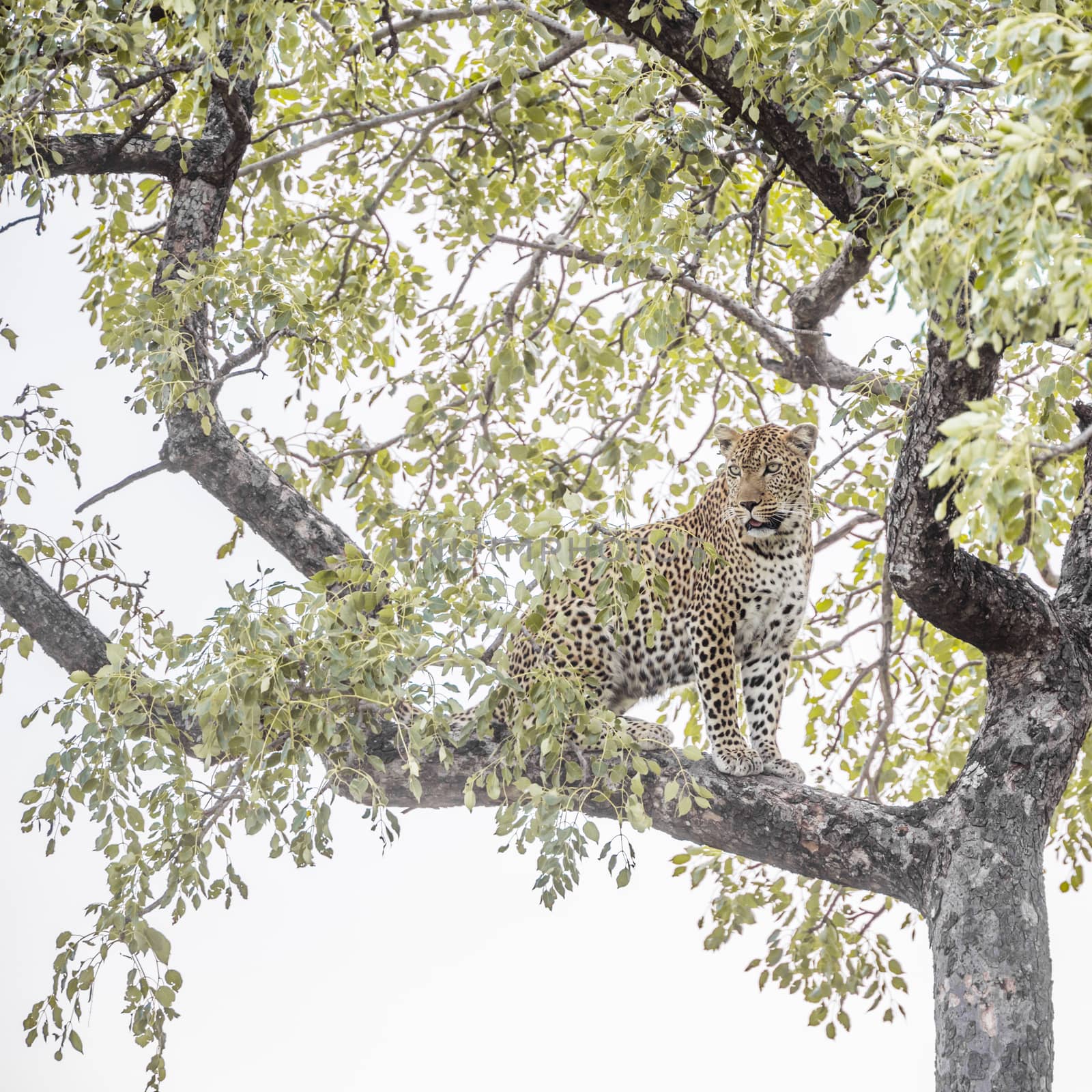 Leopard sitting in a tree in Kruger National park, South Africa ; Specie Panthera pardus family of Felidae