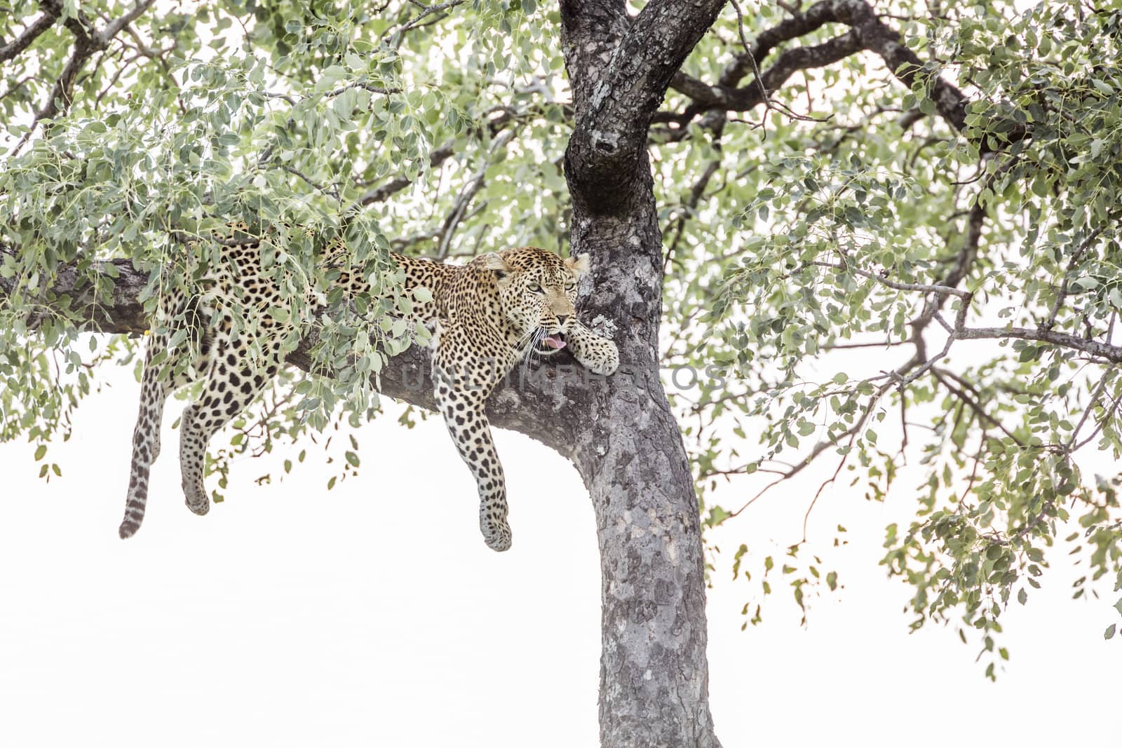 Leopard lying down in a tree in Kruger National park, South Africa ; Specie Panthera pardus family of Felidae