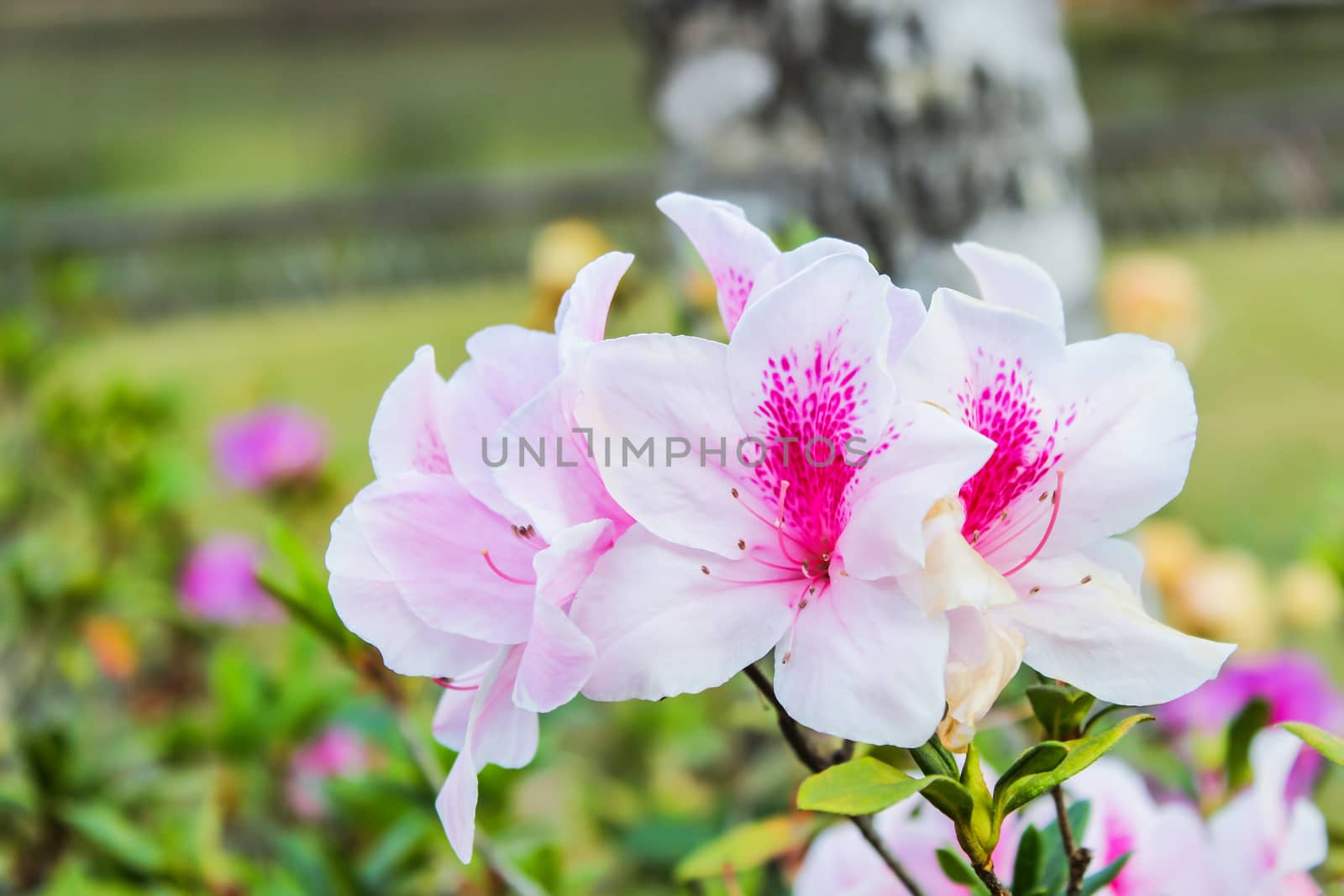 Beautiful white light pink azalea flowers blooming in a winter season at a botanical garden and it is a popular tourist destination northern Thailand.