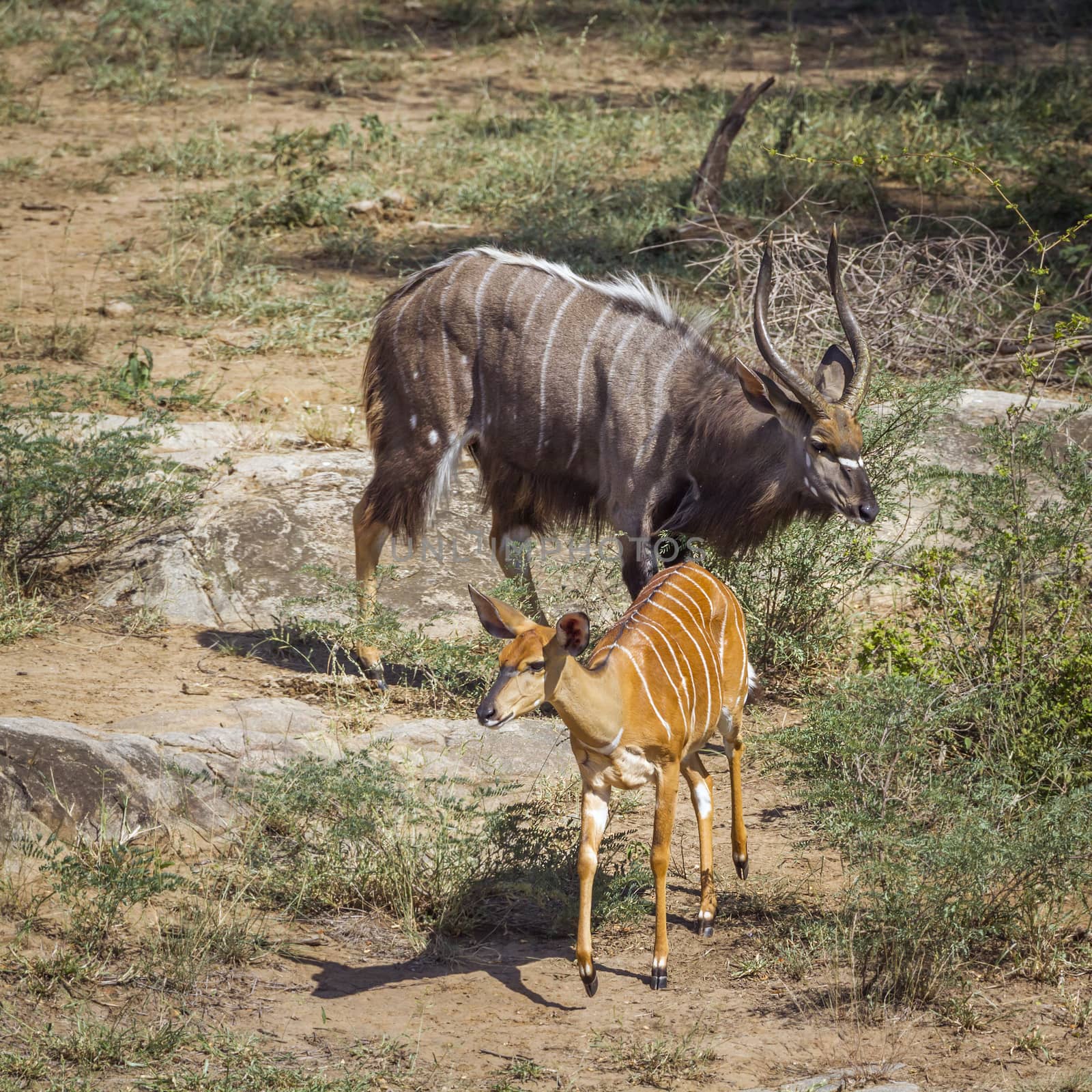 Nyala in Kruger National park, South Africa ; Specie Tragelaphus angasii family of Bovidae