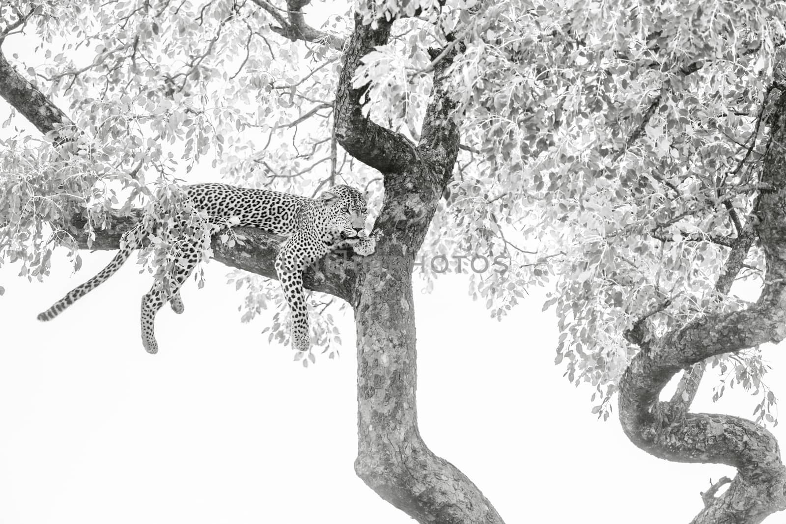 Leopard lying down in a tree in Kruger National park, South Africa ; Specie Panthera pardus family of Felidae