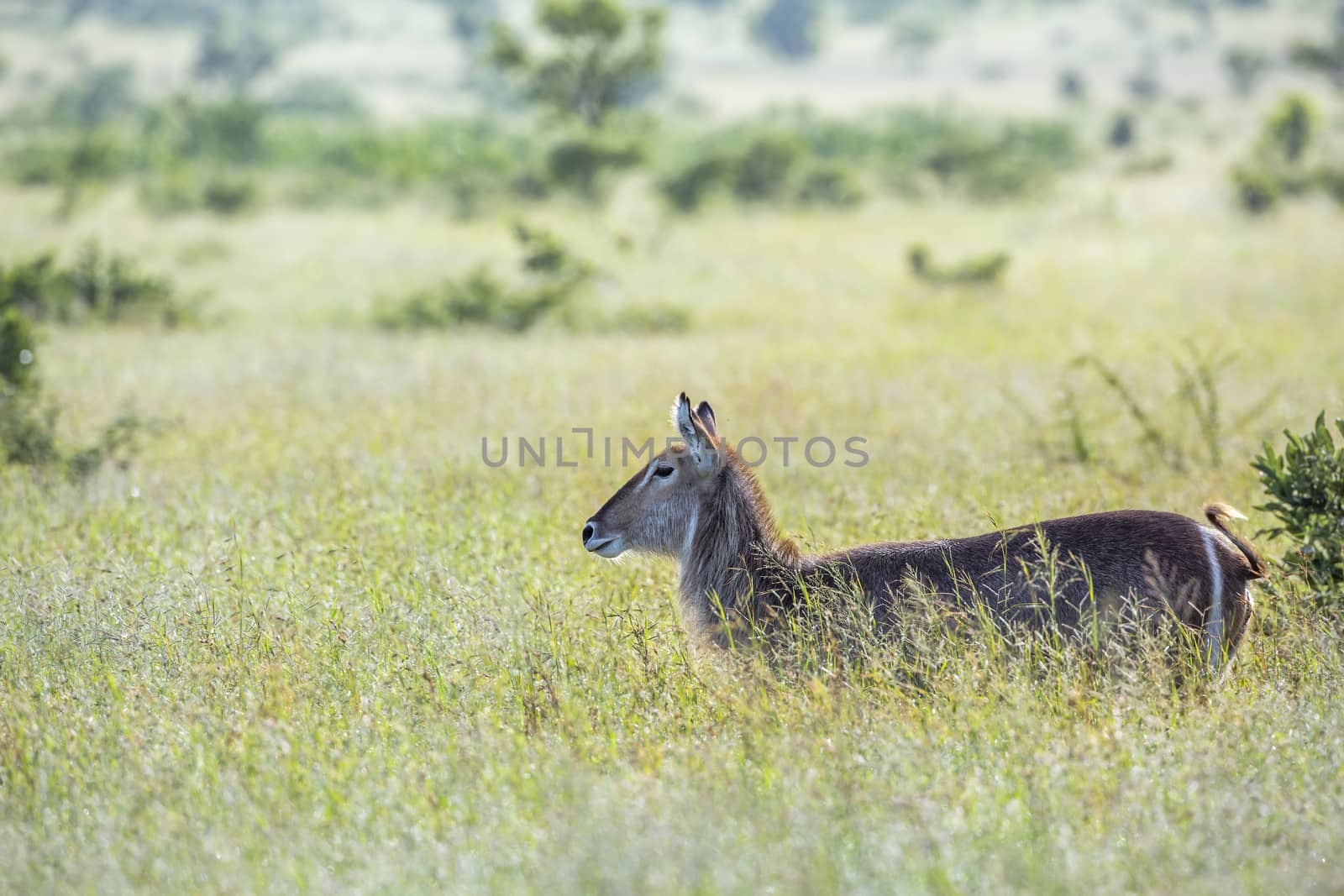 Common Waterbuck in green savannah backlit in Kruger National park, South Africa ; Specie Kobus ellipsiprymnus family of Bovidae