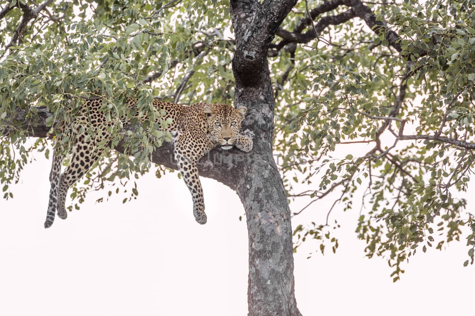 Leopard lying down in a tree in Kruger National park, South Africa ; Specie Panthera pardus family of Felidae