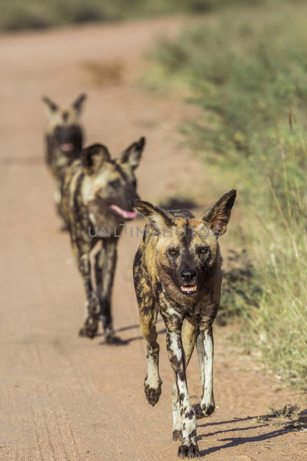 African wild dog in Kruger National park, South Africa by PACOCOMO