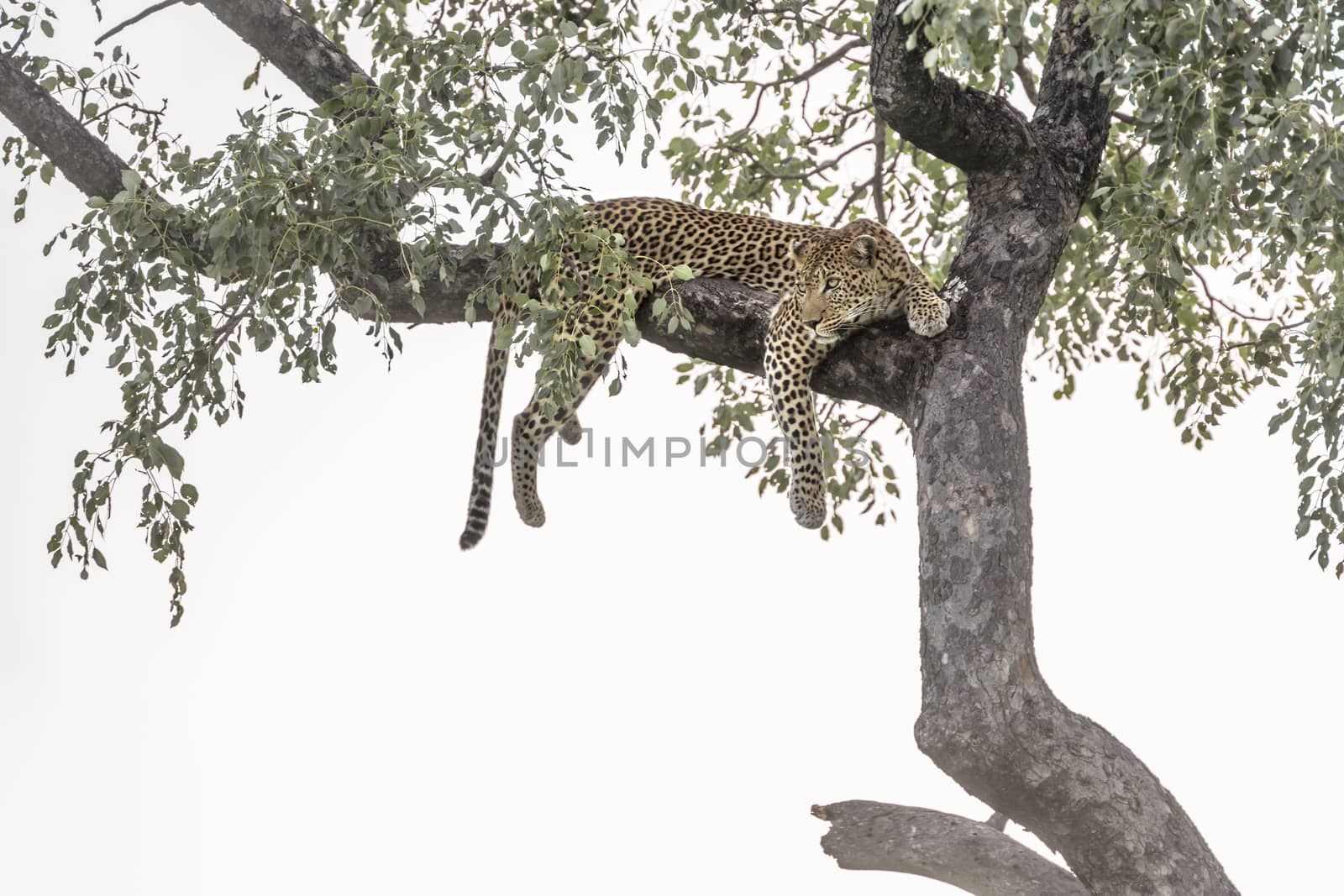 Leopard lying down in a tree in Kruger National park, South Africa ; Specie Panthera pardus family of Felidae