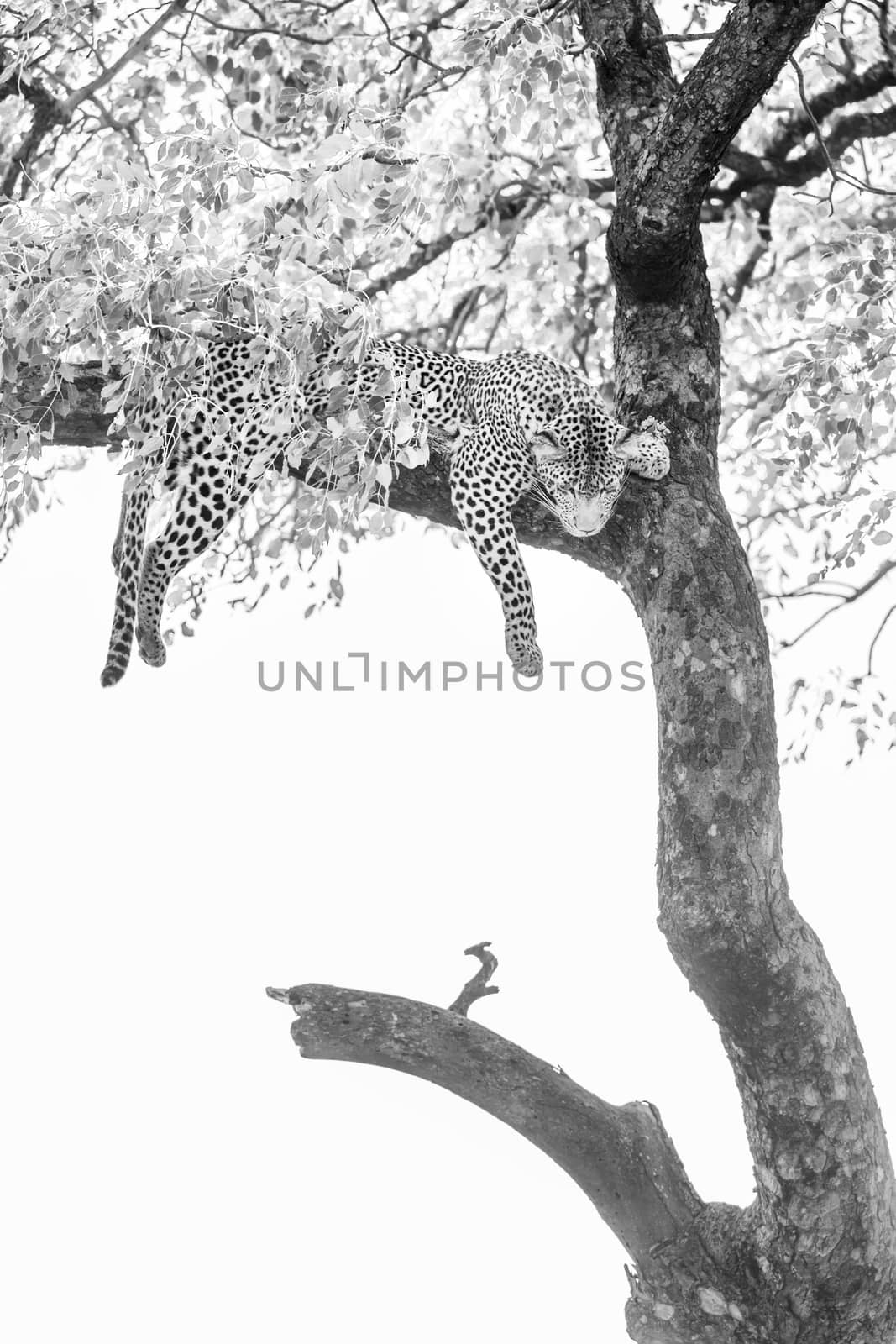 Leopard in Kruger National park, South Africa by PACOCOMO