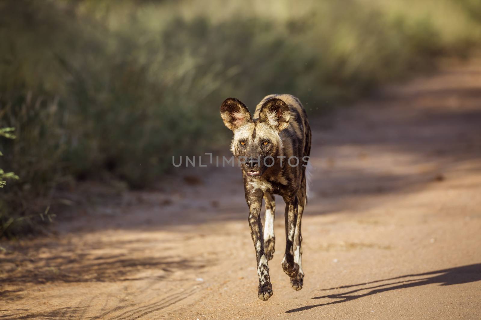 African wild dog in Kruger National park, South Africa ; Specie Lycaon pictus family of Canidae