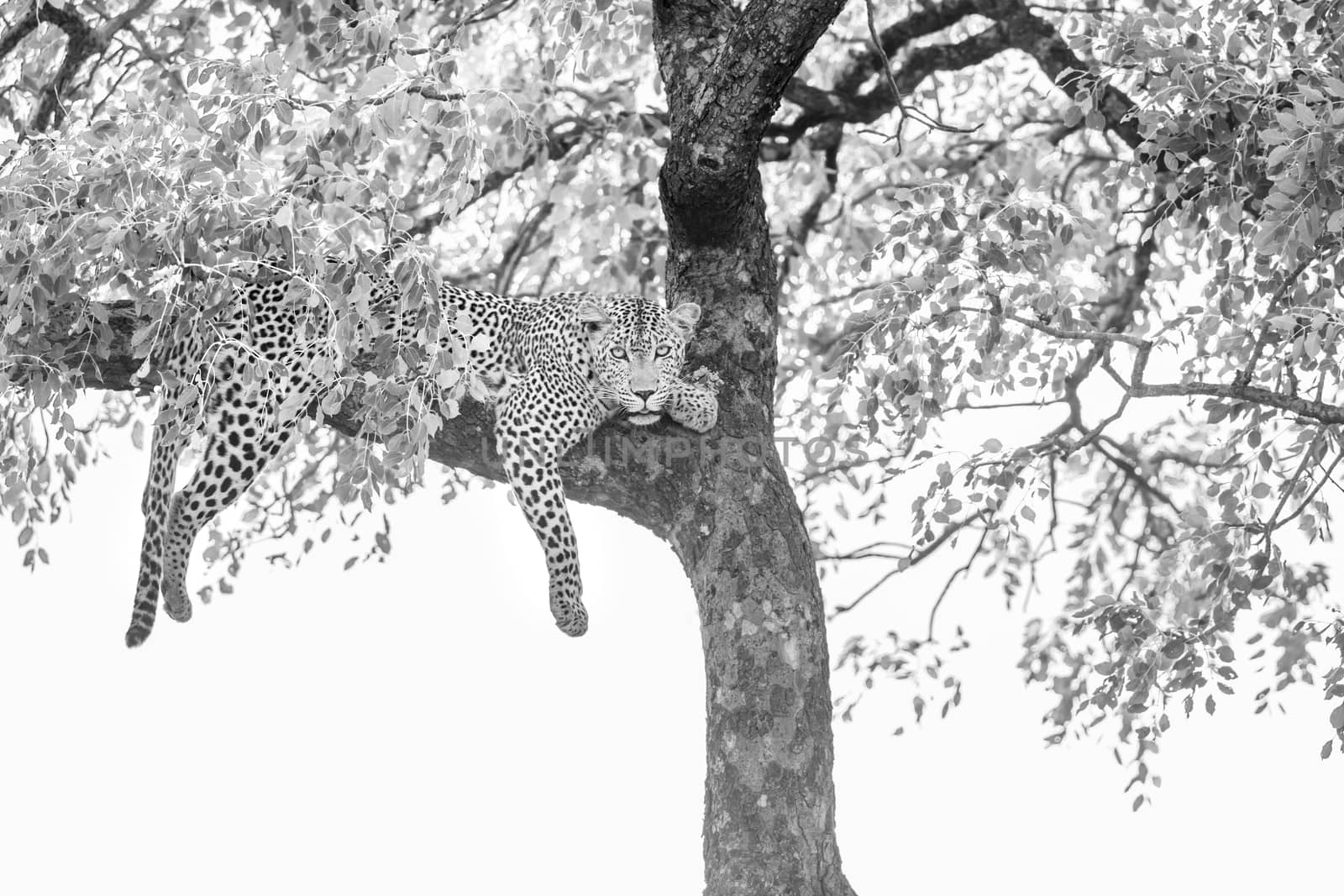 Leopard lying down in a tree in Kruger National park, South Africa ; Specie Panthera pardus family of Felidae