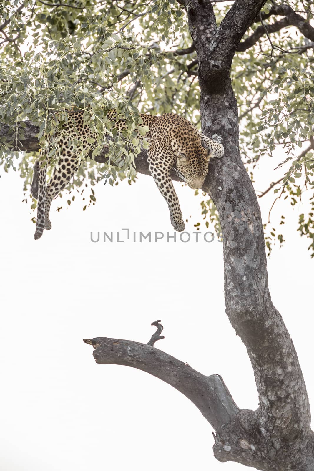 Leopard lying down in a tree in Kruger National park, South Africa ; Specie Panthera pardus family of Felidae