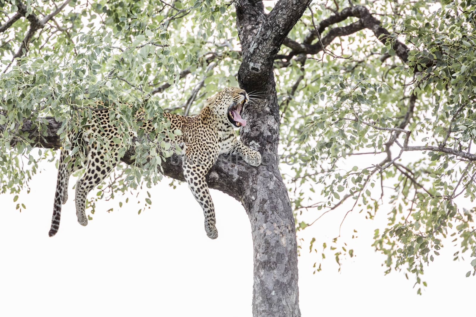 Leopard lying down in a tree in Kruger National park, South Africa ; Specie Panthera pardus family of Felidae