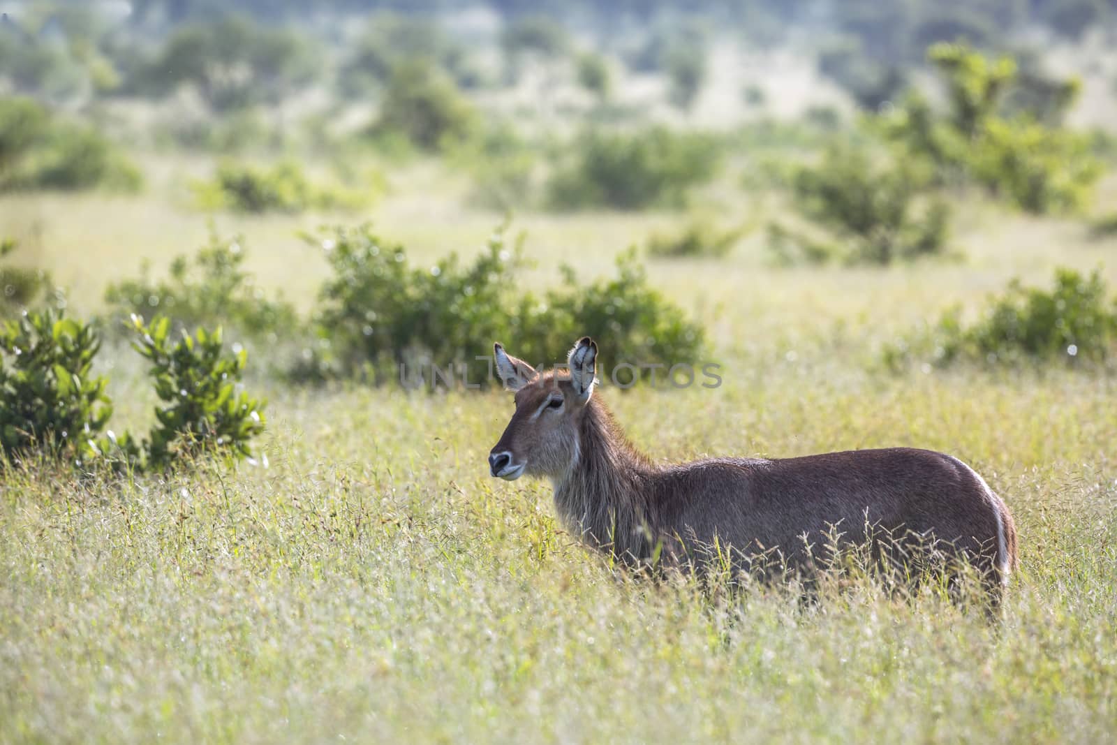 Common Waterbuck in green savannah backlit in Kruger National park, South Africa ; Specie Kobus ellipsiprymnus family of Bovidae