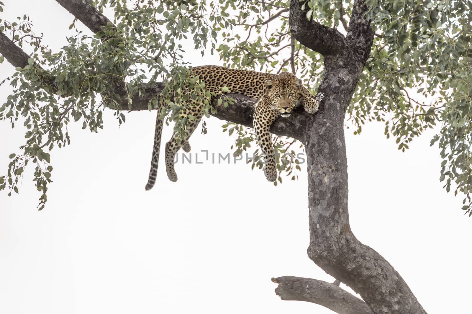 Leopard lying down in a tree in Kruger National park, South Africa ; Specie Panthera pardus family of Felidae