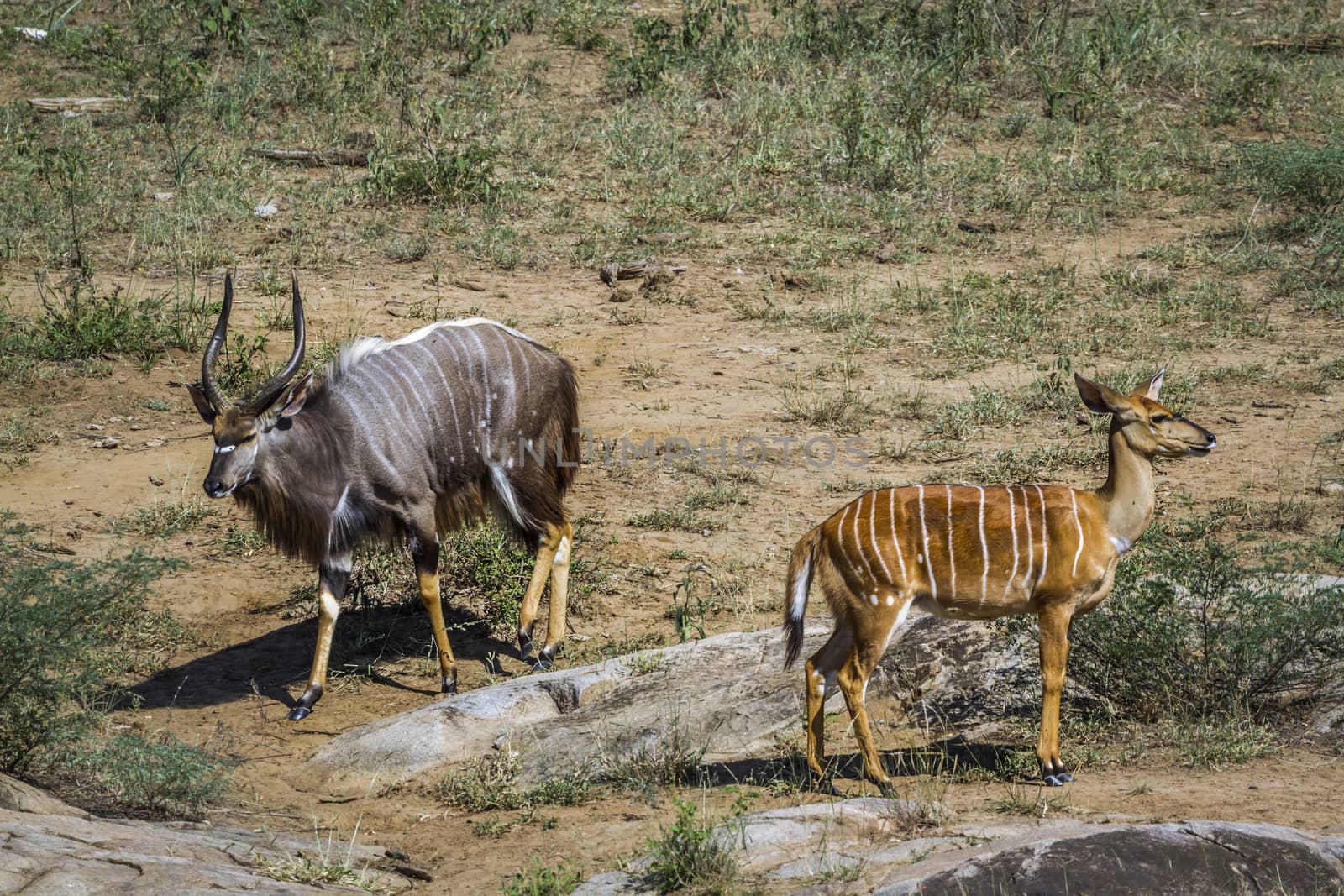 Nyala in Kruger National park, South Africa ; Specie Tragelaphus angasii family of Bovidae