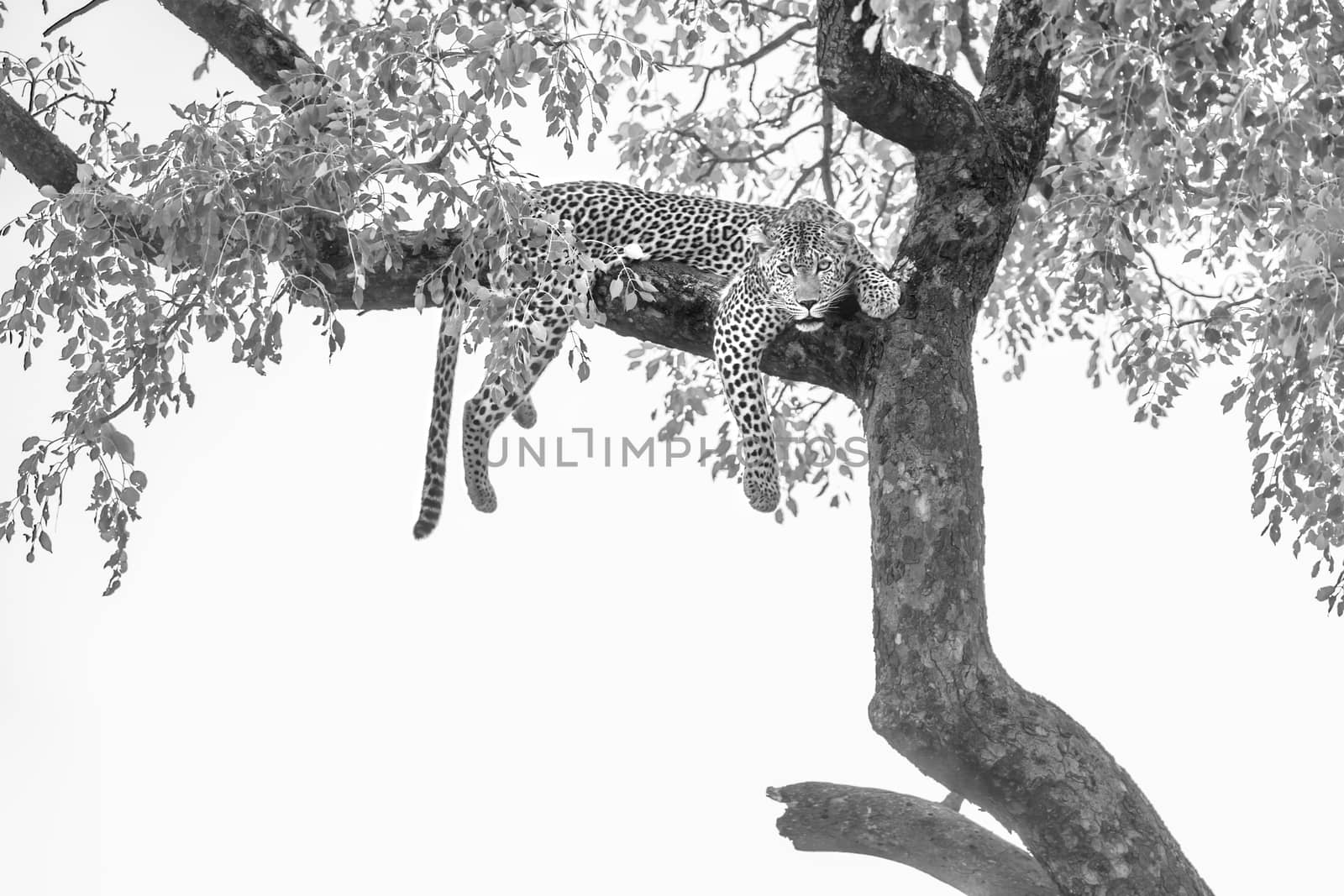 Leopard lying down in a tree in Kruger National park, South Africa ; Specie Panthera pardus family of Felidae