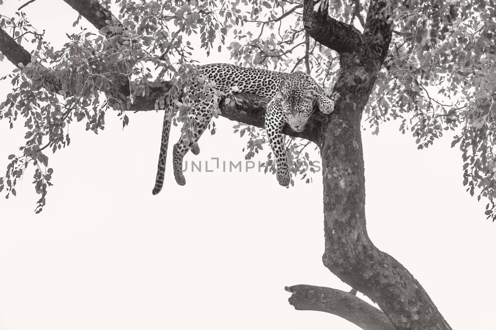 Leopard lying down in a tree in Kruger National park, South Africa ; Specie Panthera pardus family of Felidae